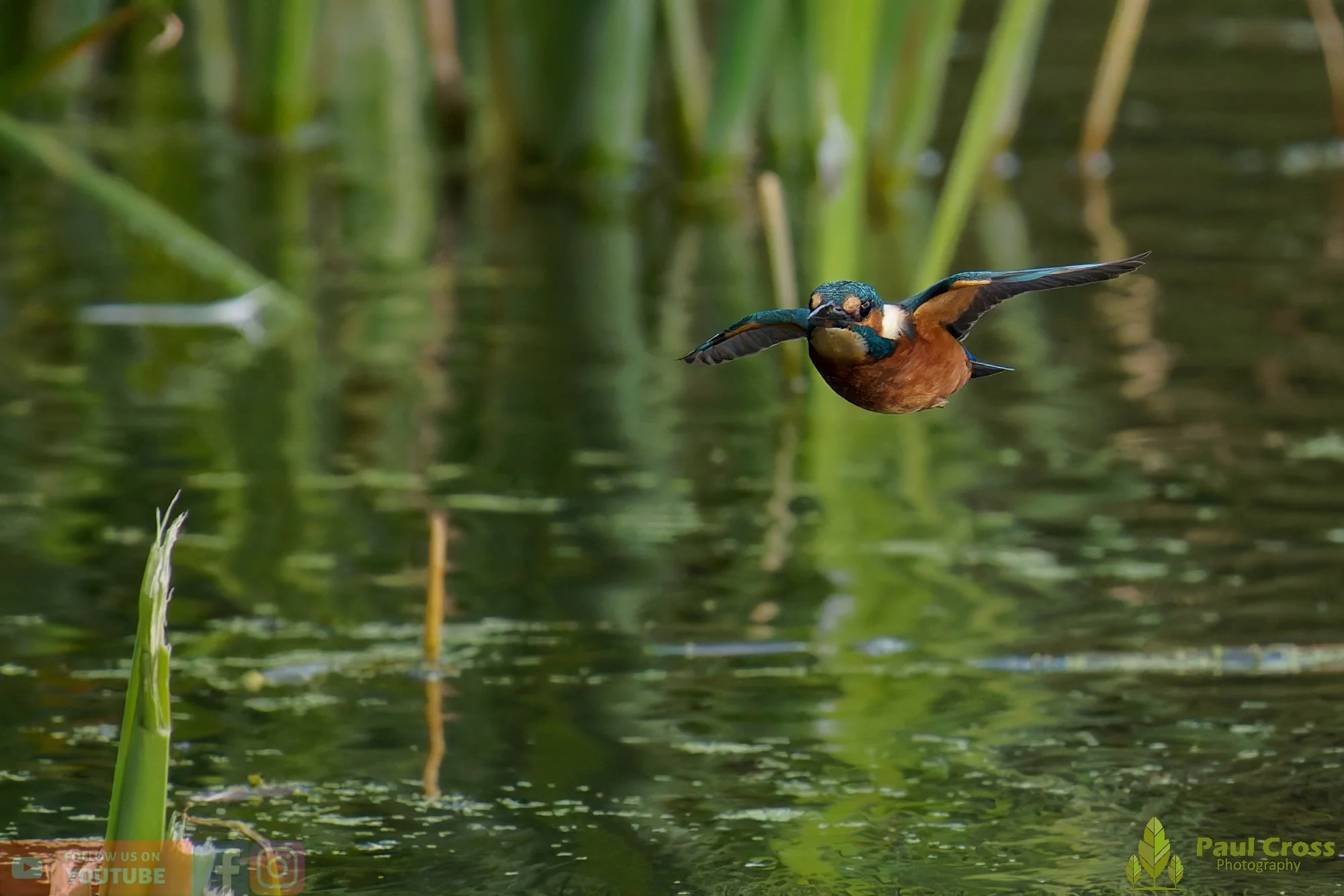 Kingfisher-00947.jpg