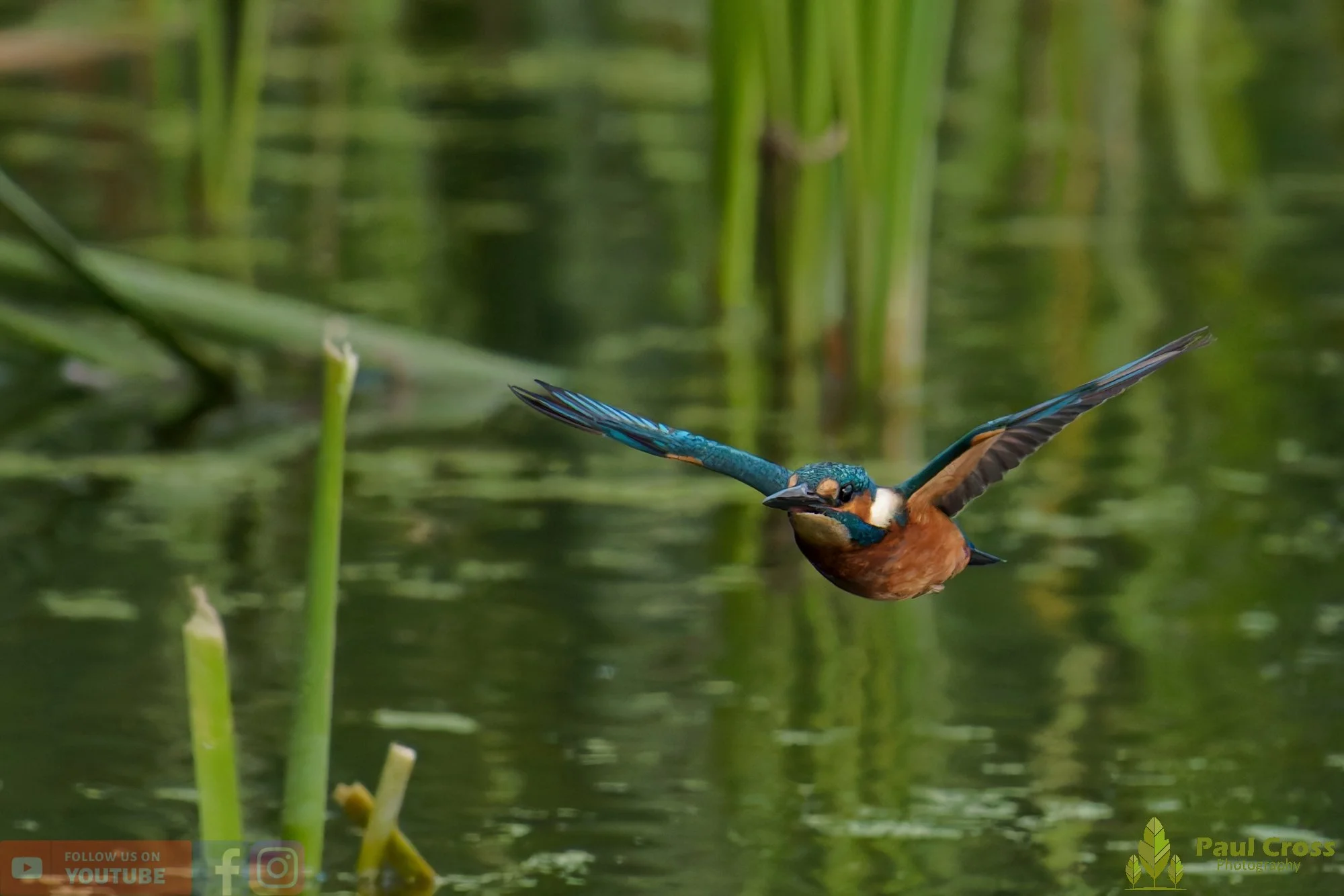 Kingfisher-00948.jpg