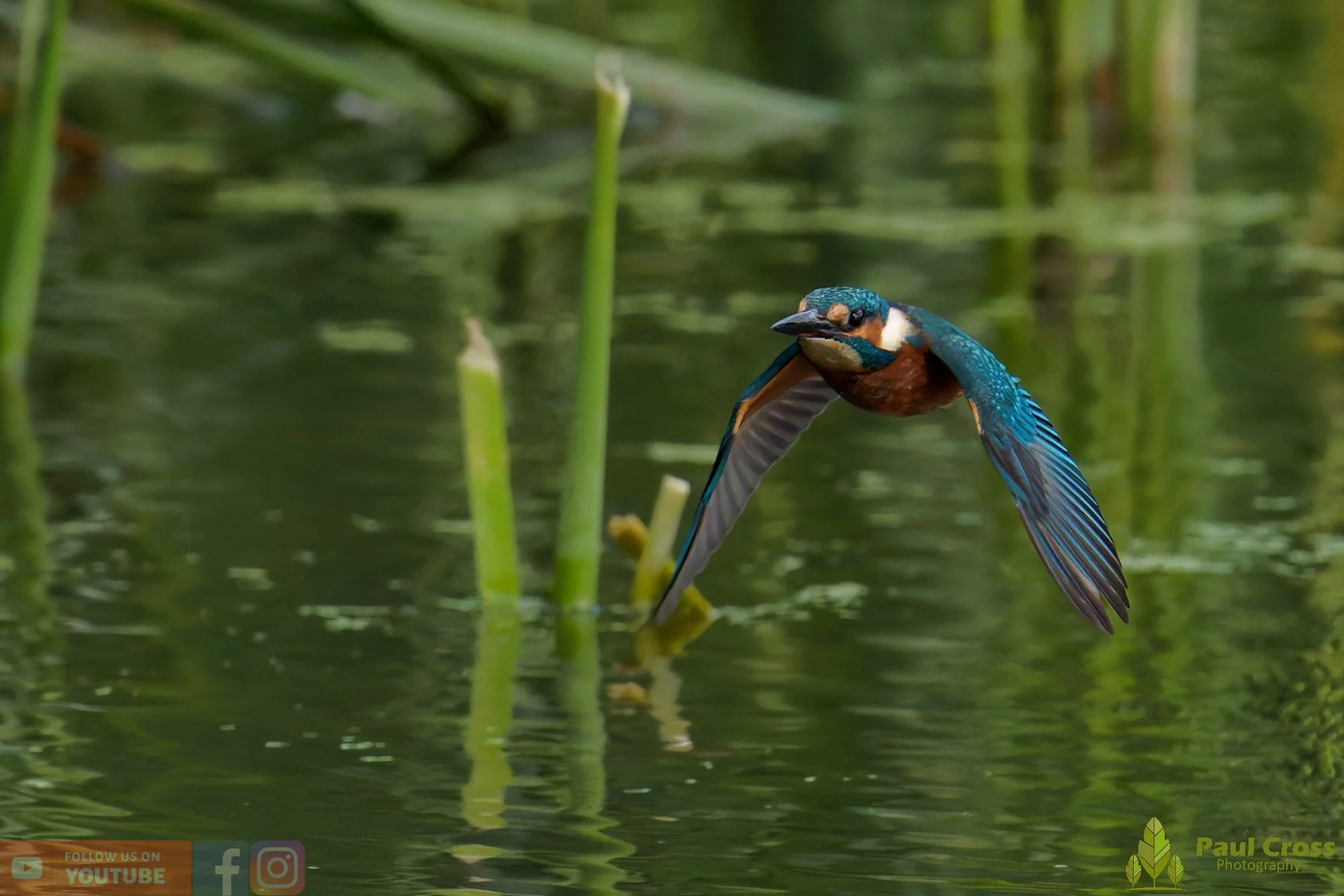 Kingfisher-00949.jpg