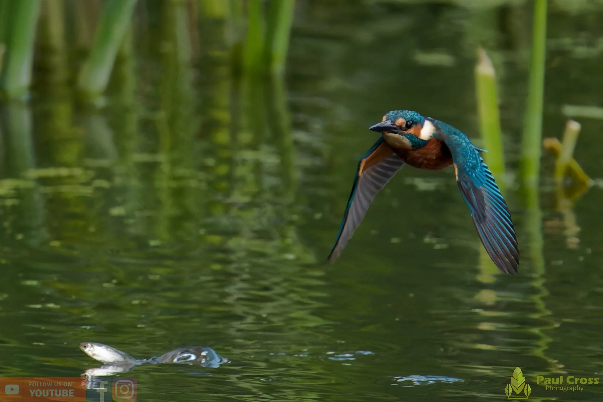 Kingfisher-00950.jpg