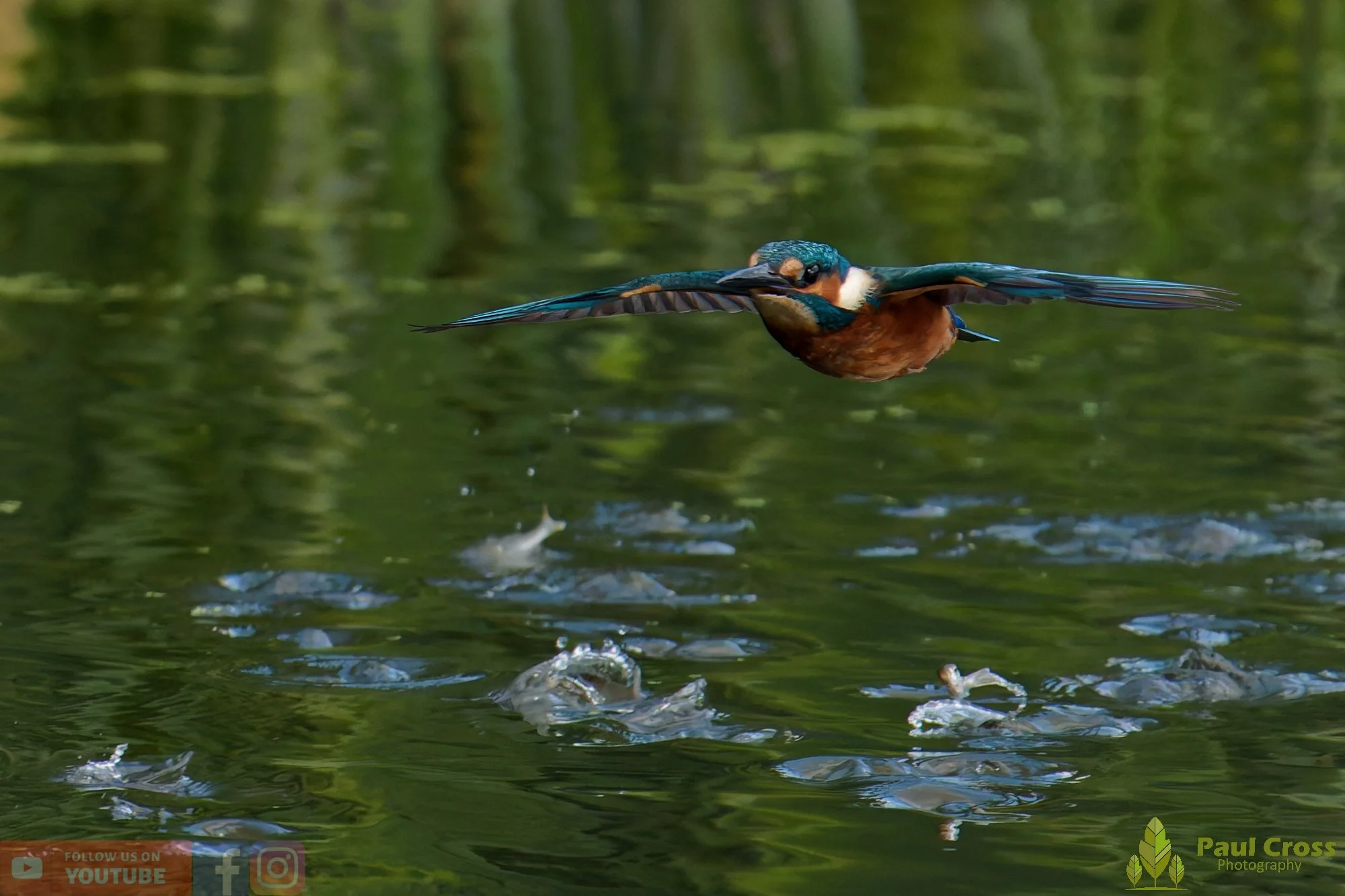 Kingfisher-00951.jpg