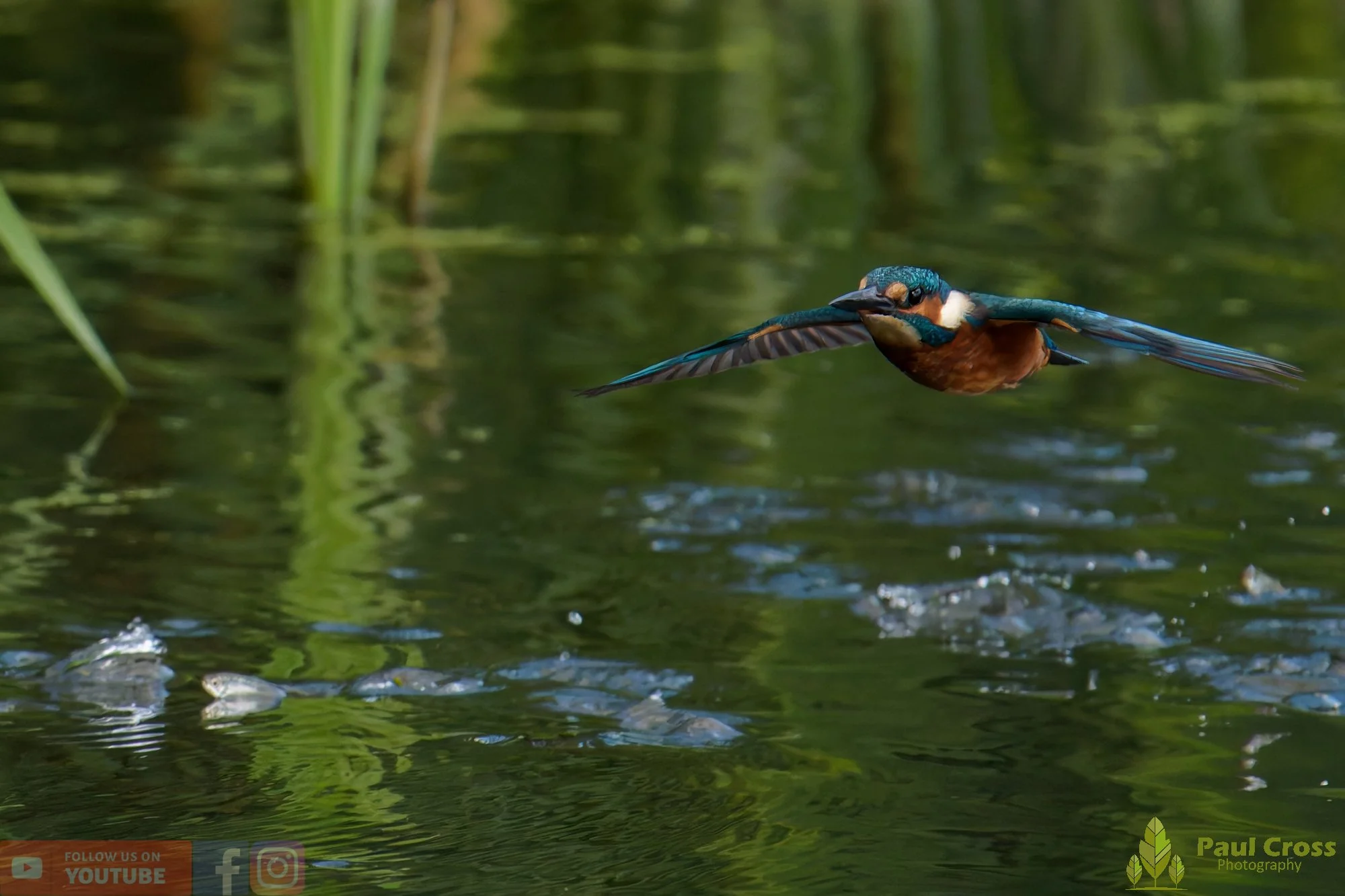 Kingfisher-00952.jpg
