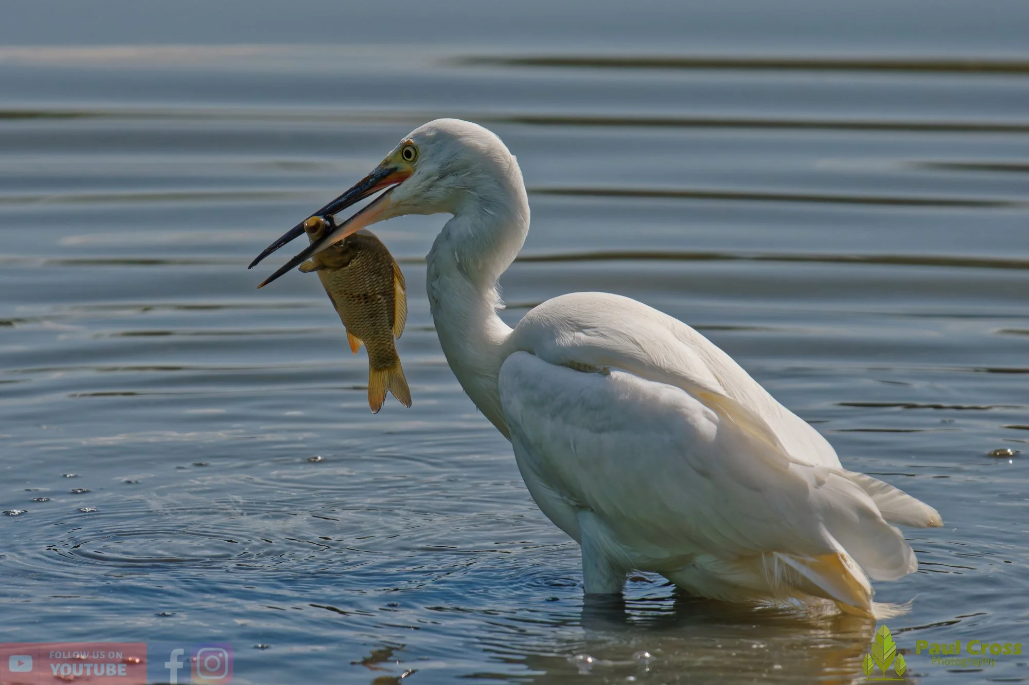 Little Egret-00702.jpg