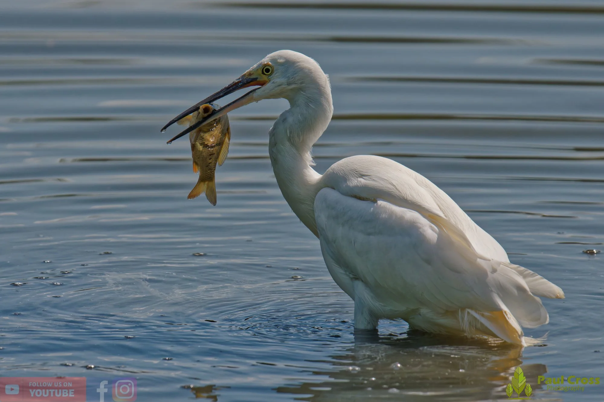 Little Egret-00703.jpg