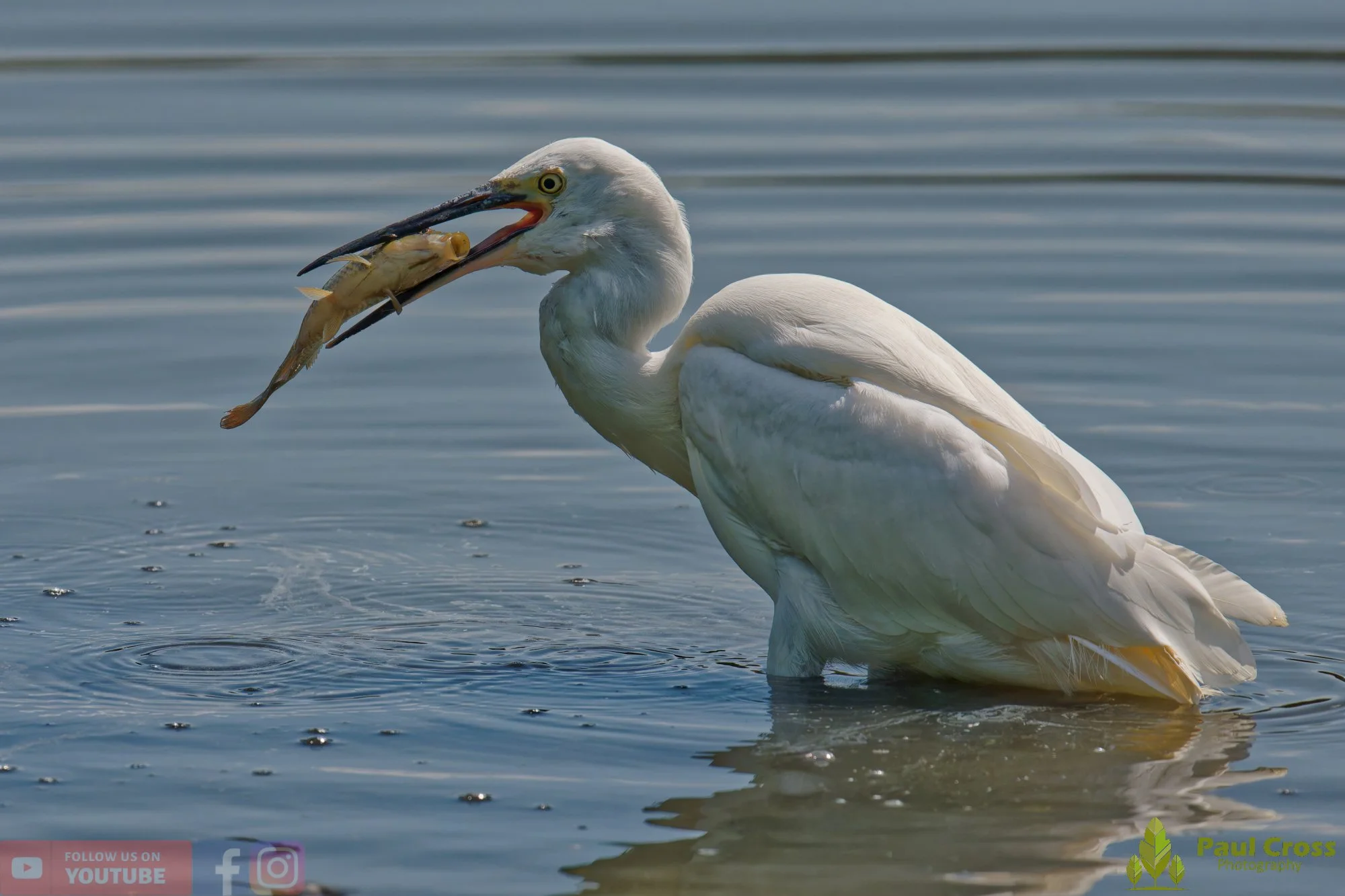 Little Egret-00704.jpg