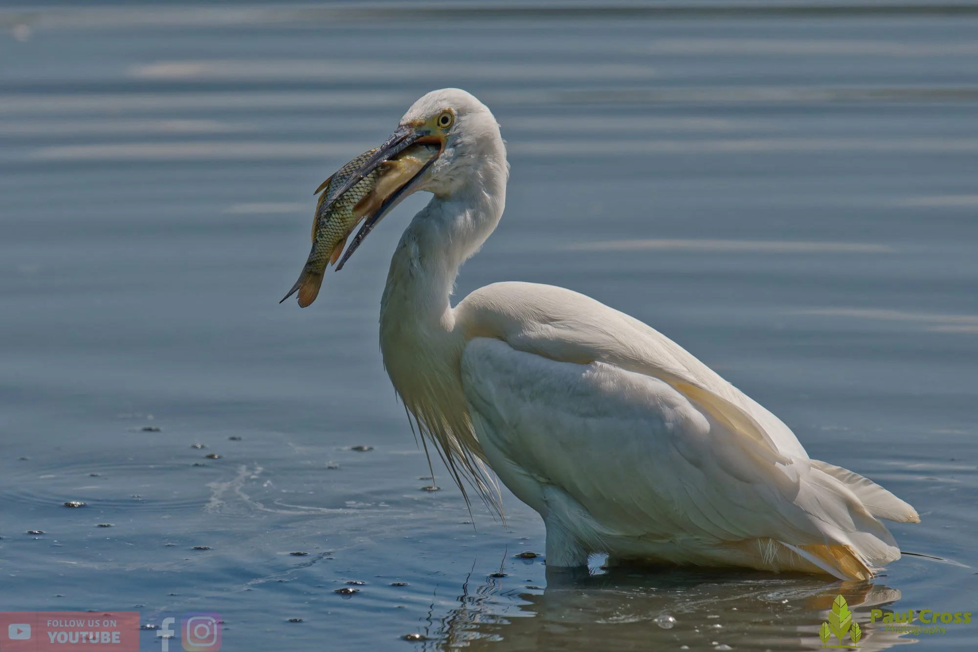 Little Egret-00705.jpg