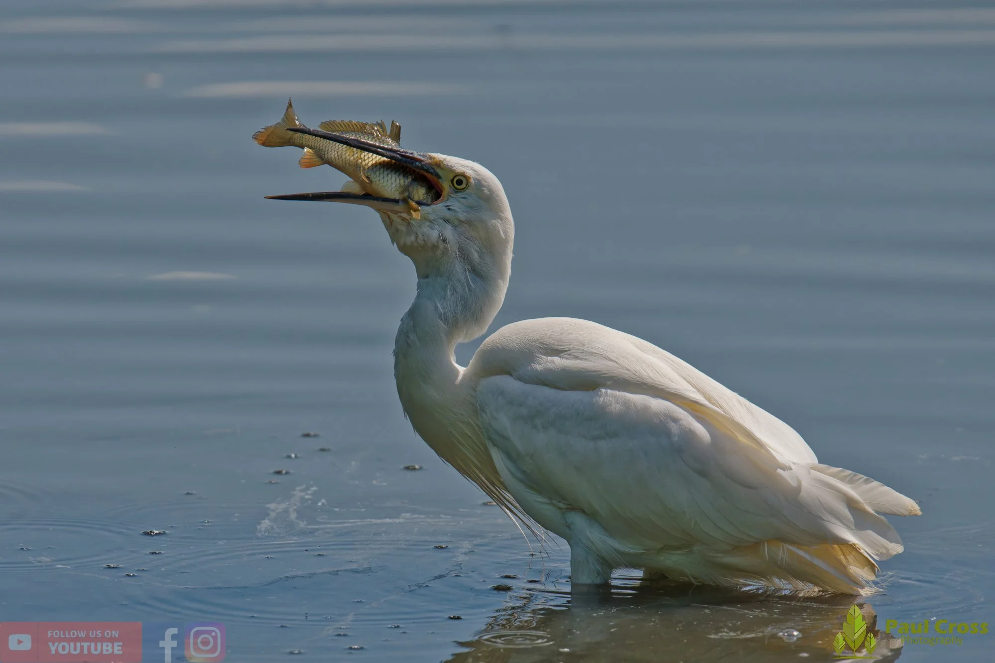 Little Egret-00706.jpg