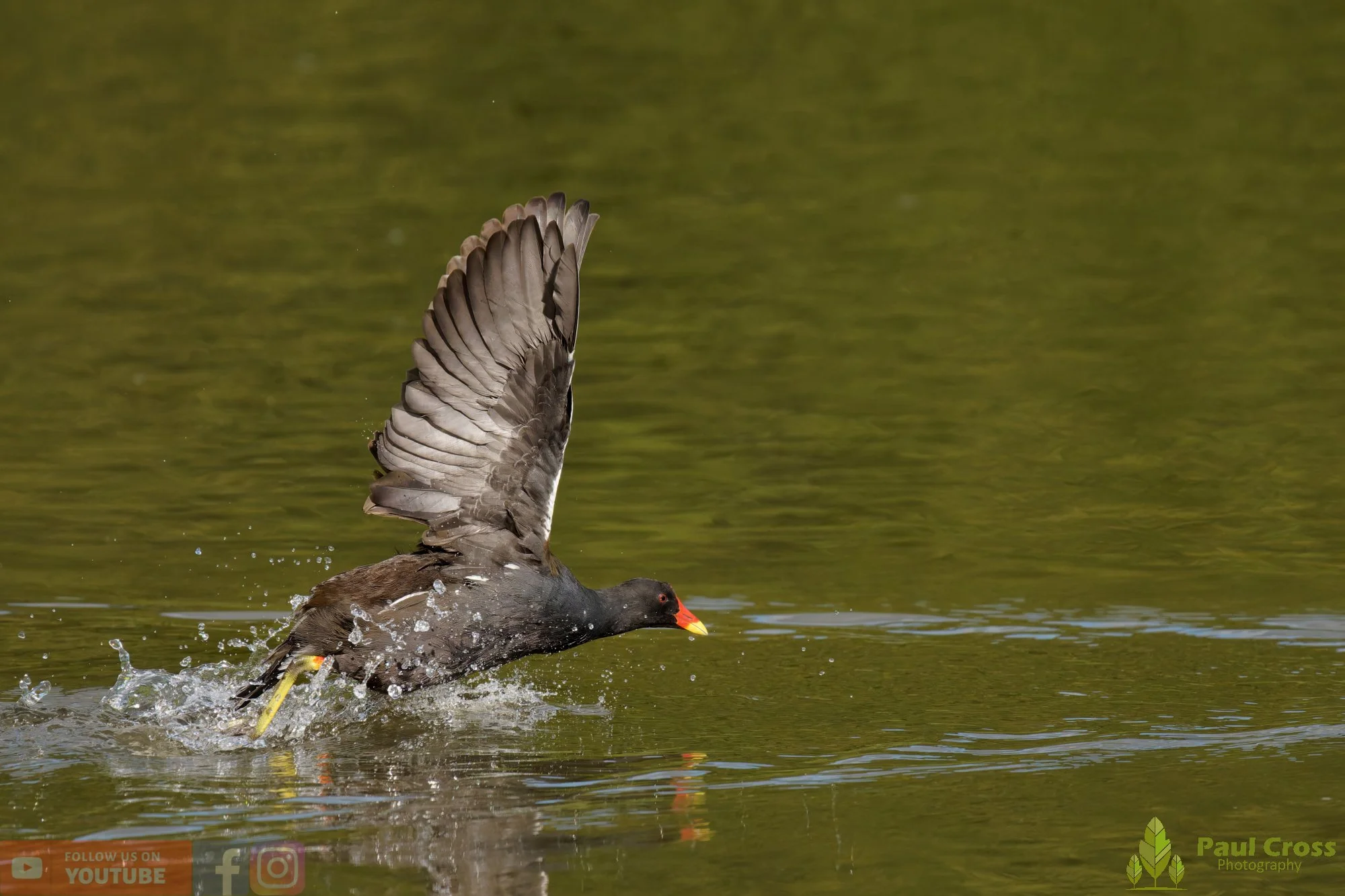 Moorhen-00274.jpg