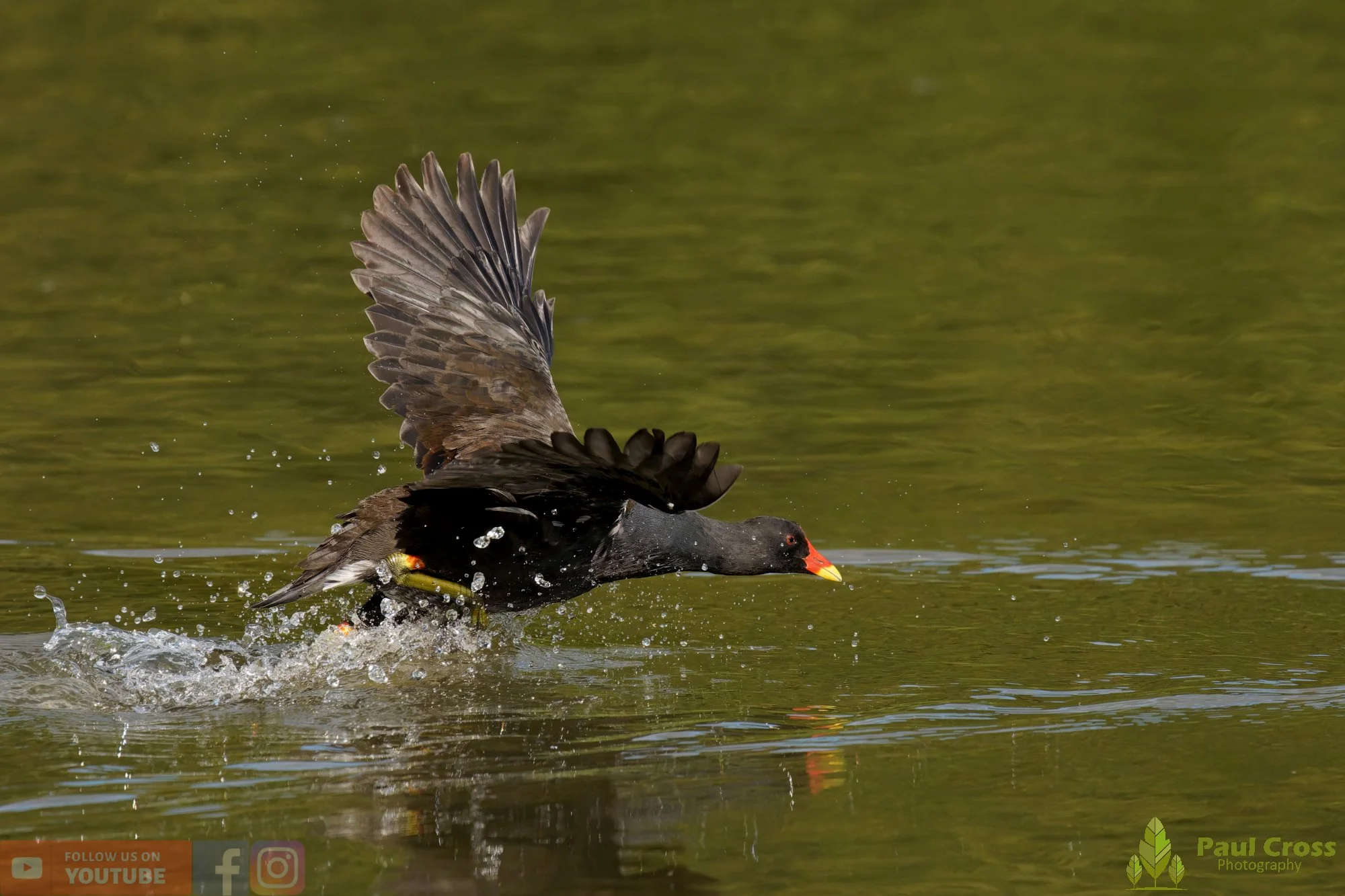 Moorhen-00275.jpg