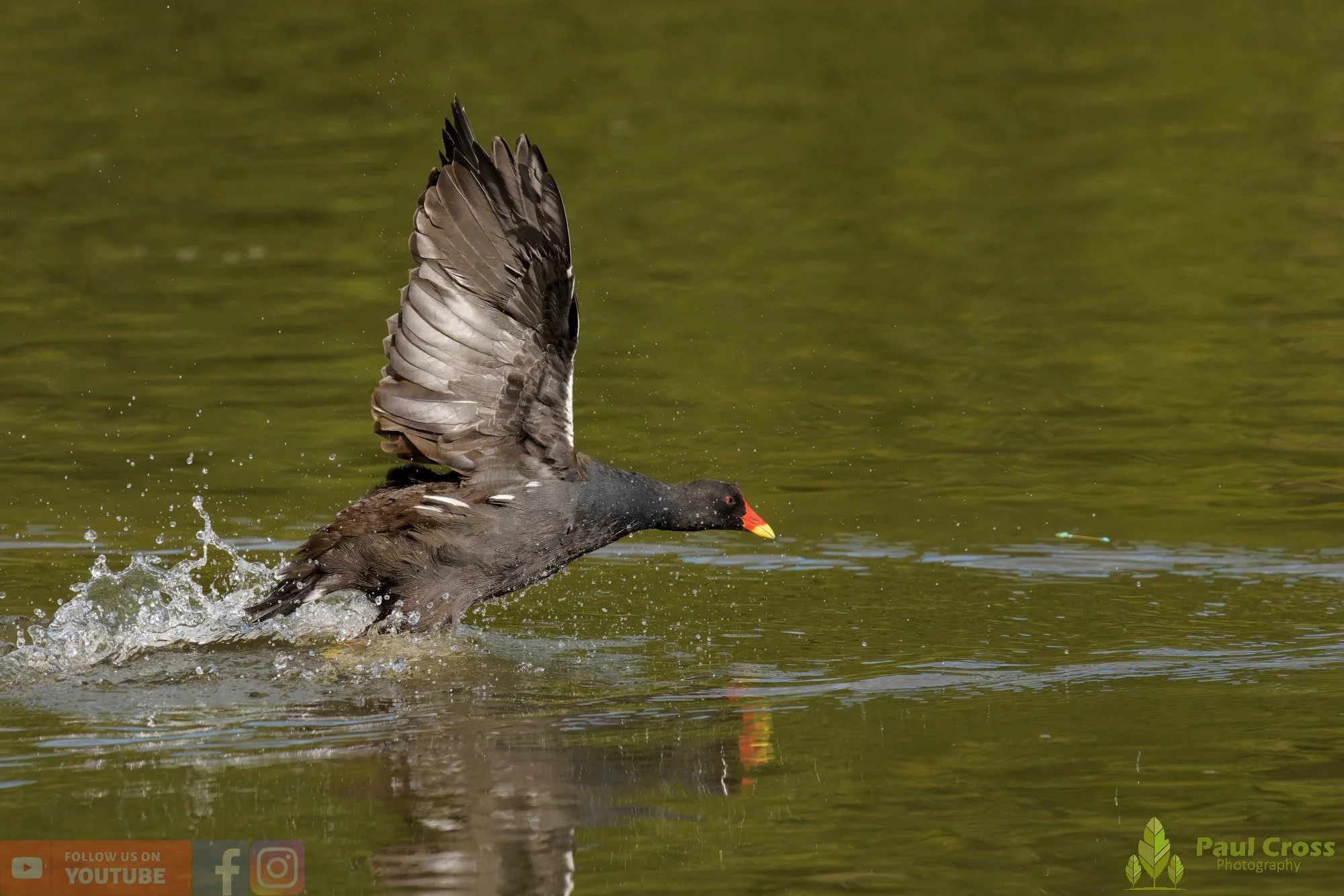 Moorhen-00277.jpg