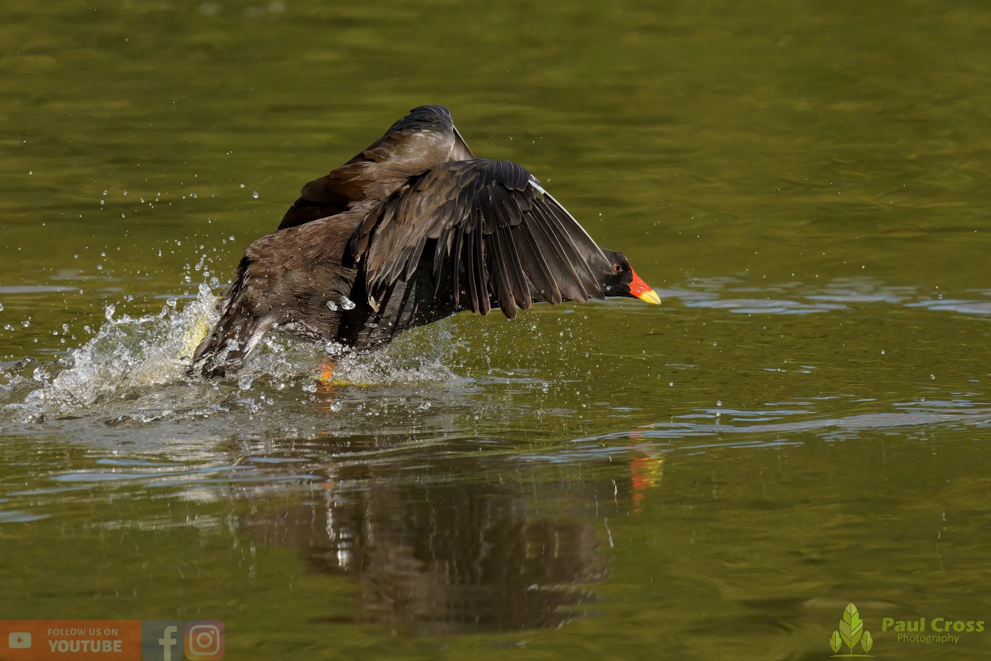 Moorhen-00276.jpg