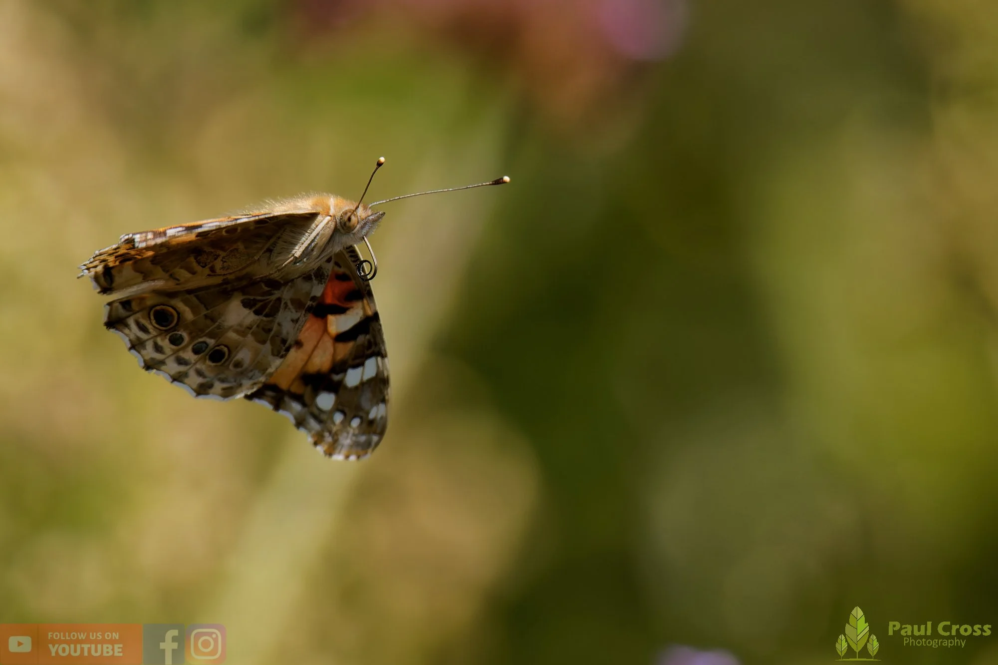 Painted Lady-00042.jpg
