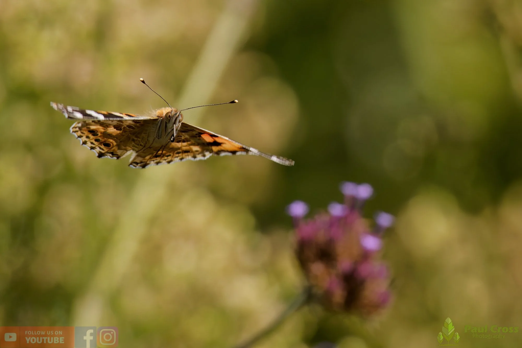 Painted Lady-00041.jpg