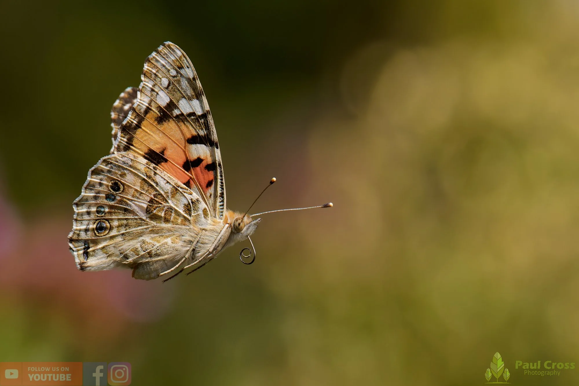 Painted Lady-00046.jpg