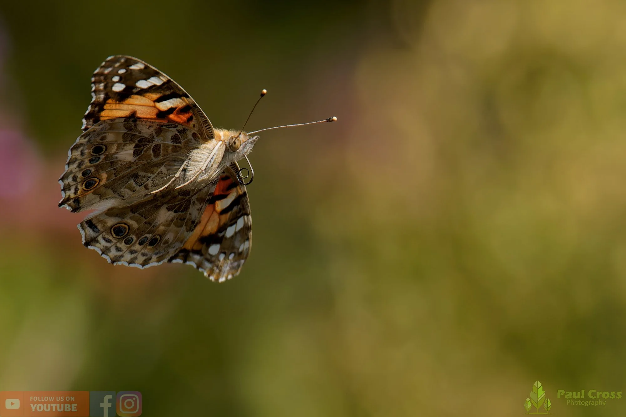 Painted Lady-00045.jpg
