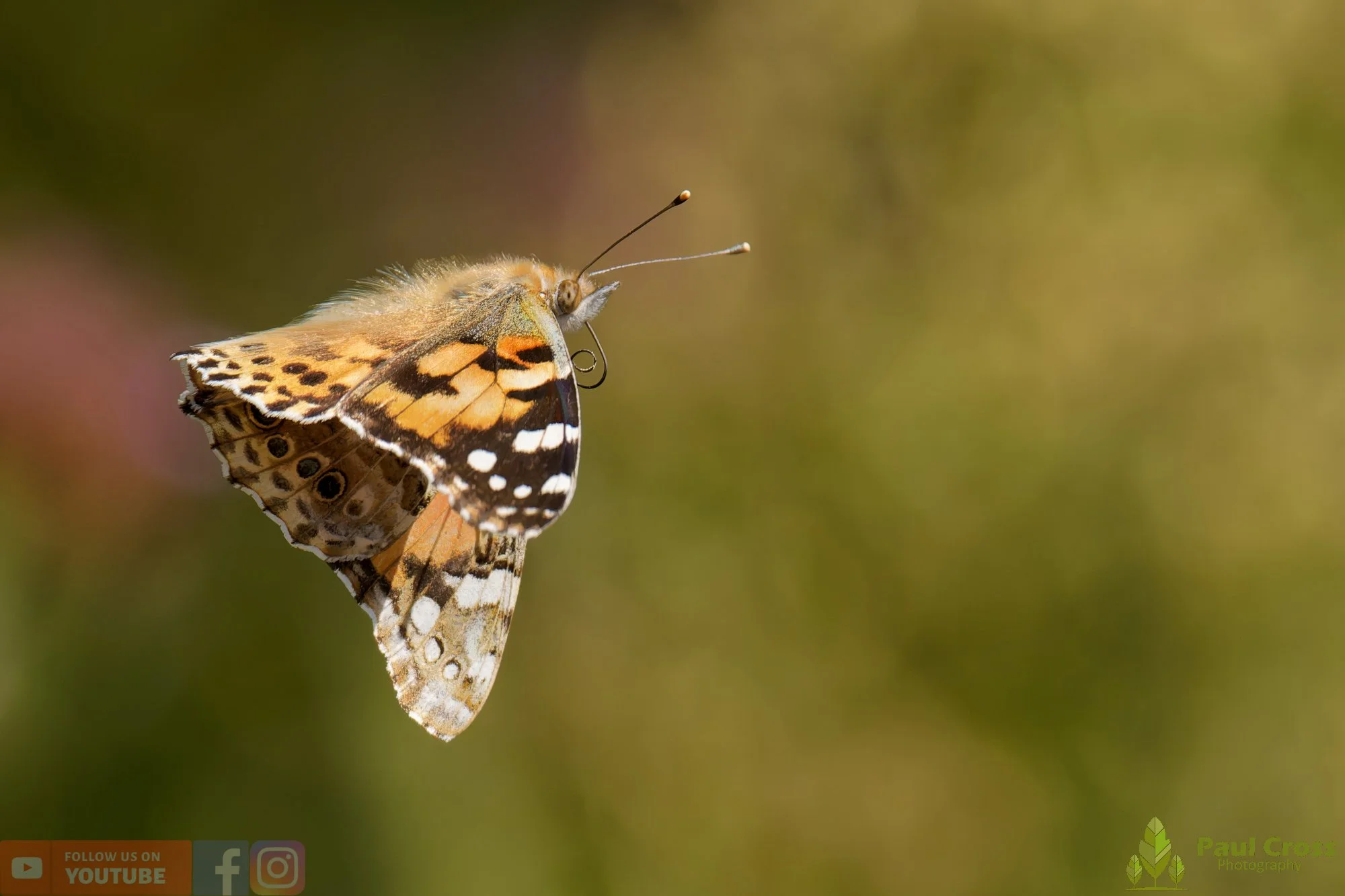 Painted Lady-00047.jpg