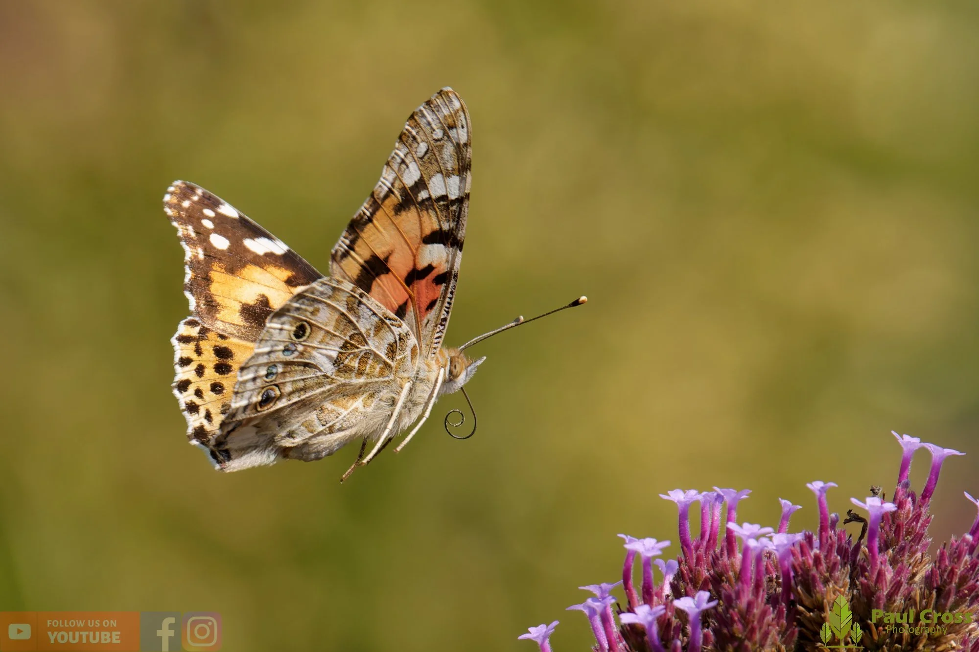 Painted Lady-00049.jpg