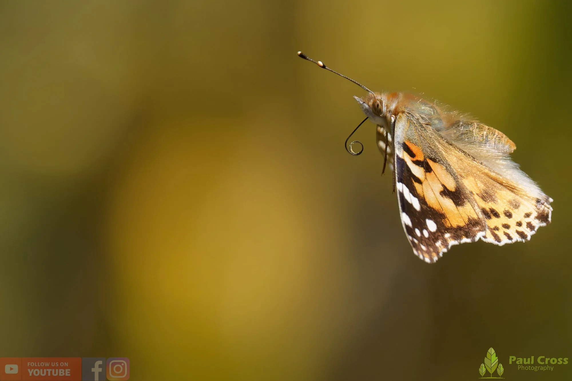 Painted Lady-00050.jpg