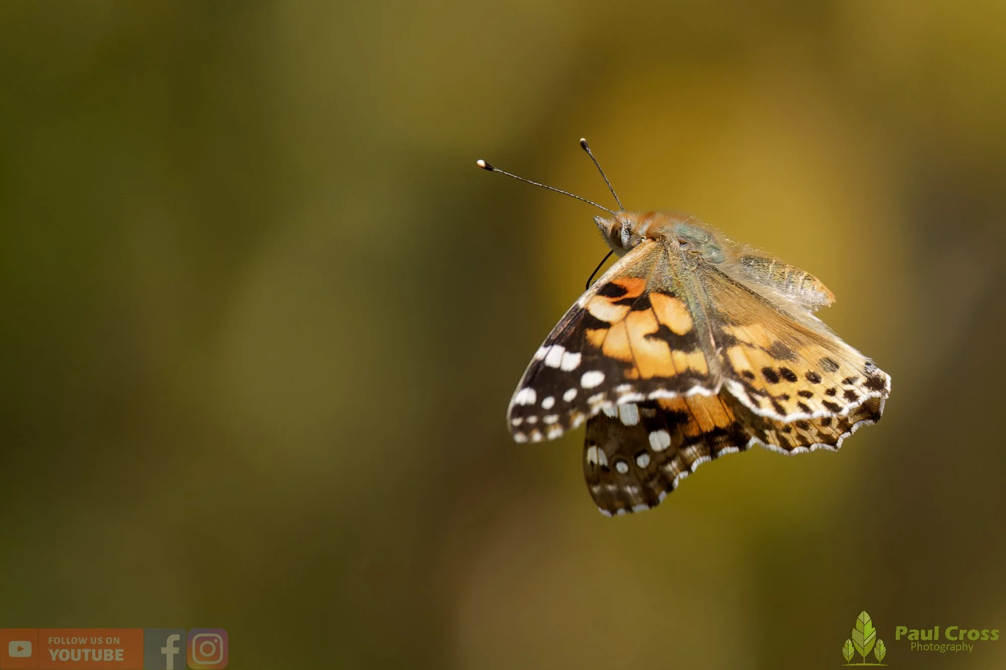 Painted Lady-00052.jpg