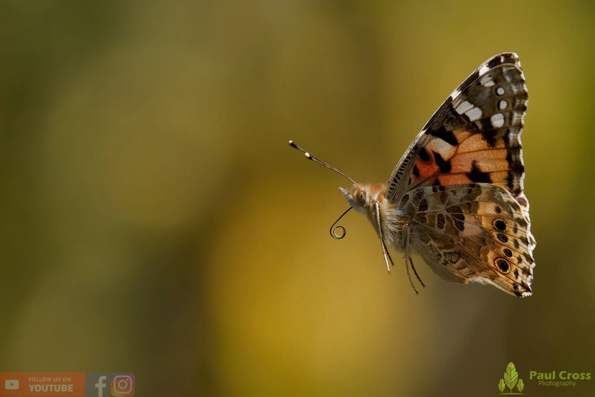 Painted Lady-00051.jpg