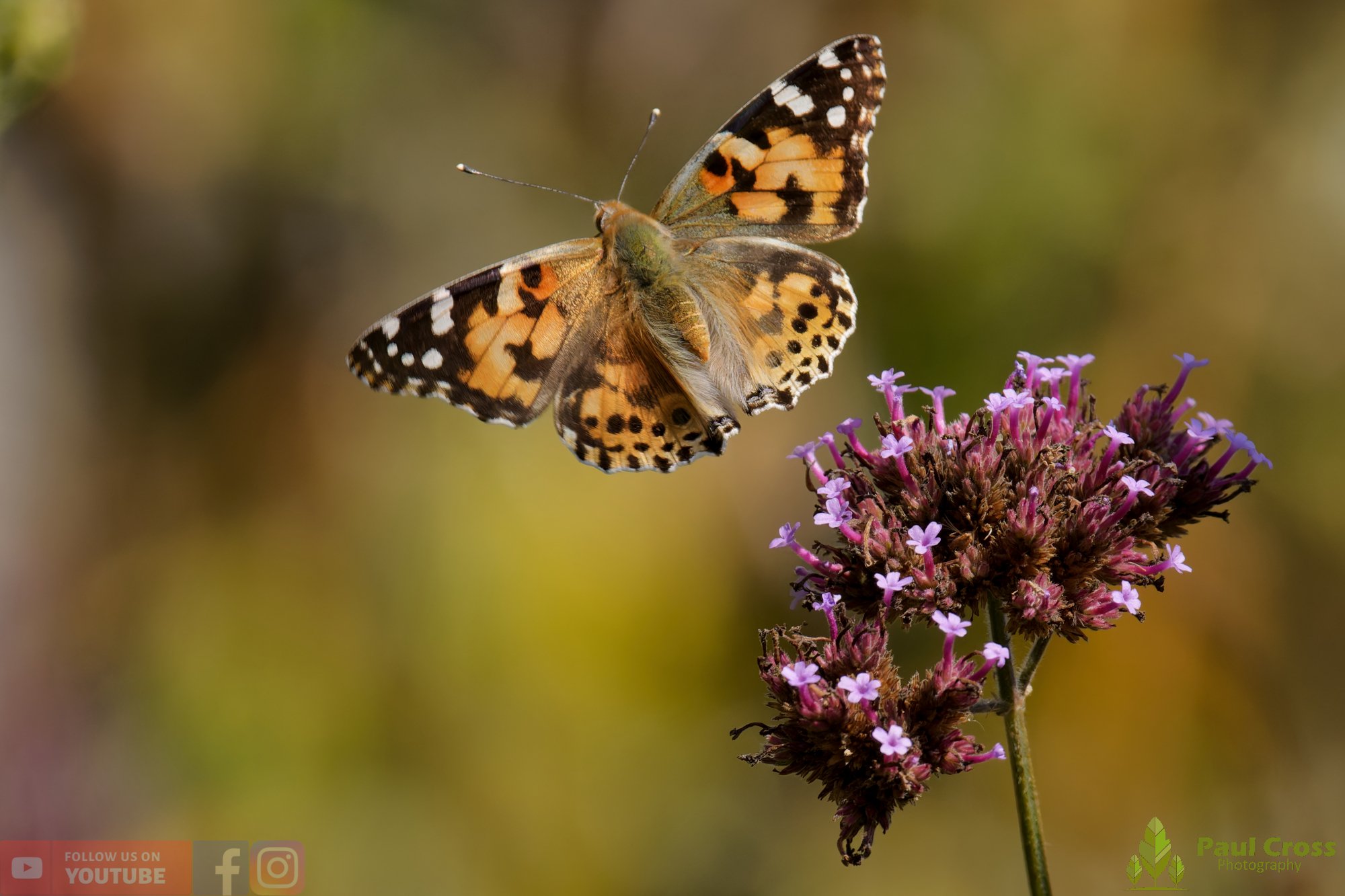 Painted Lady-00053.jpg