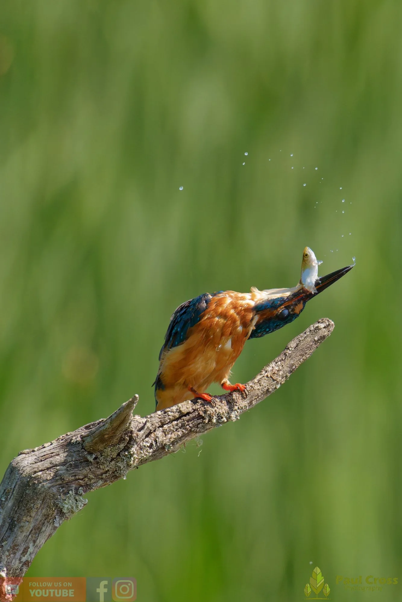Kingfisher-00916.jpg
