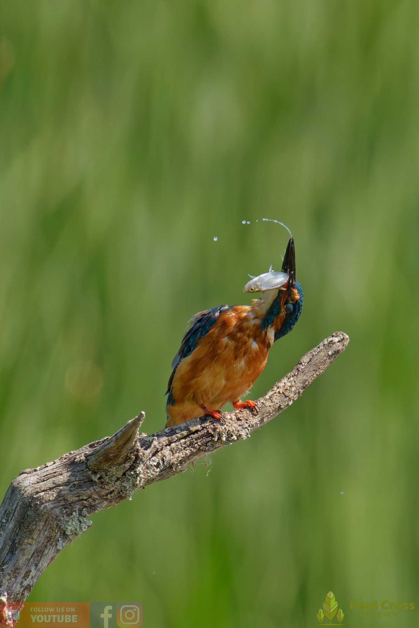 Kingfisher-00915.jpg