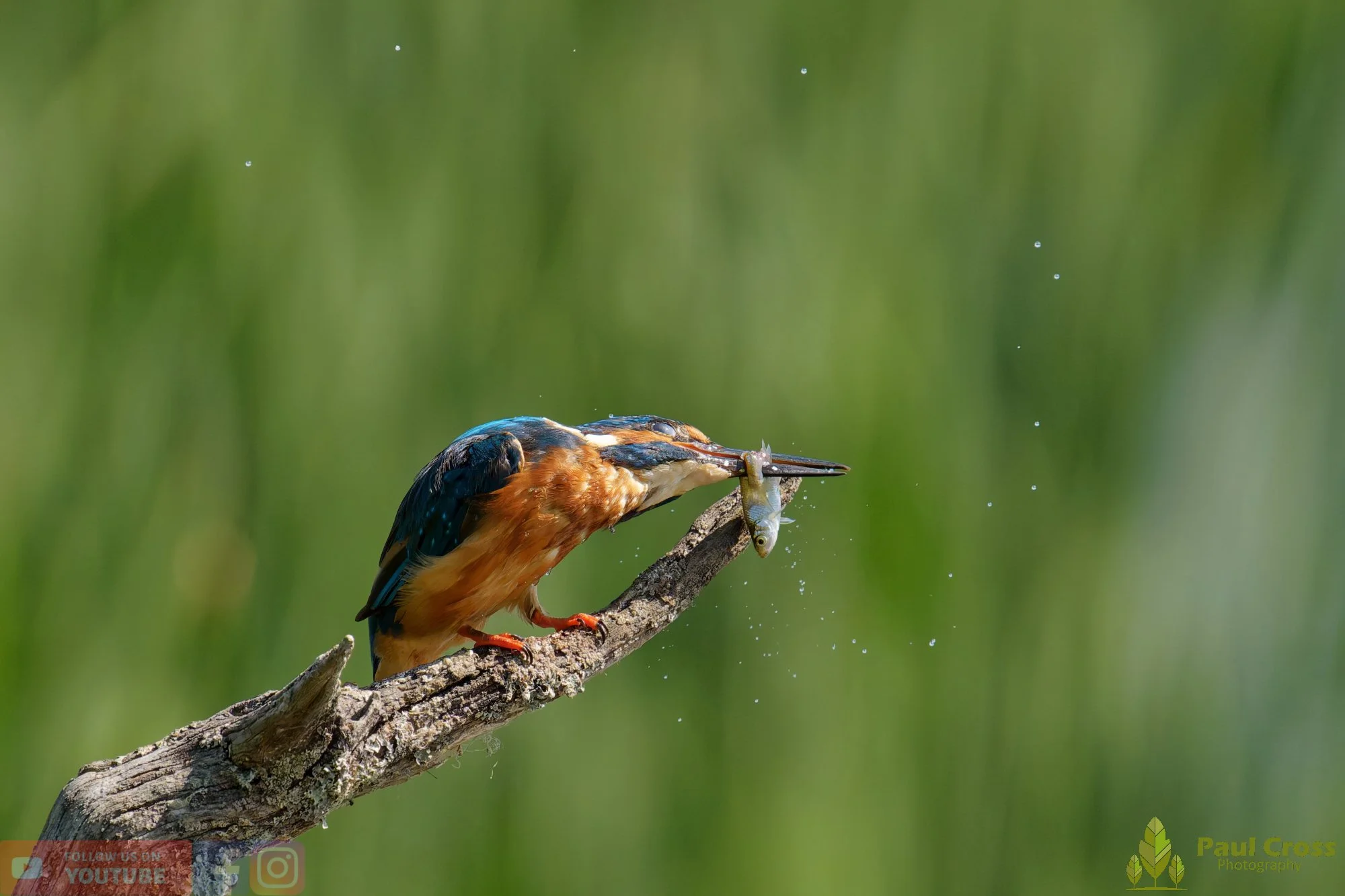 Kingfisher-00918.jpg