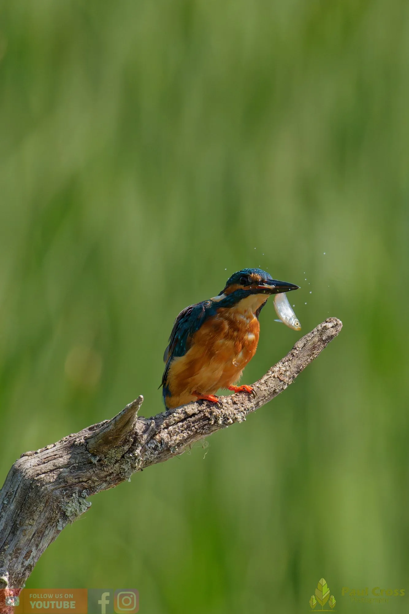 Kingfisher-00917.jpg