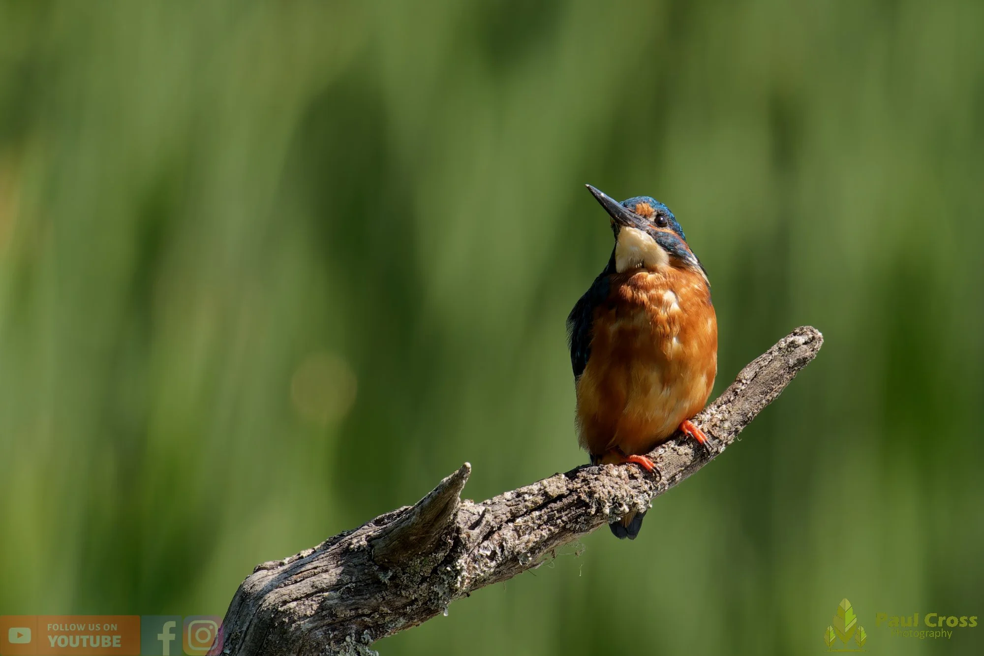 Kingfisher-00919.jpg