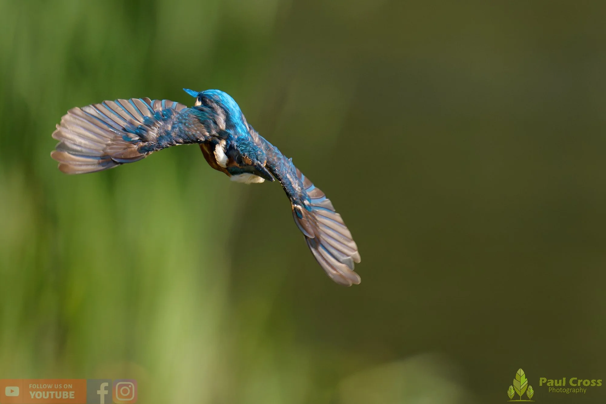 Kingfisher-00920.jpg