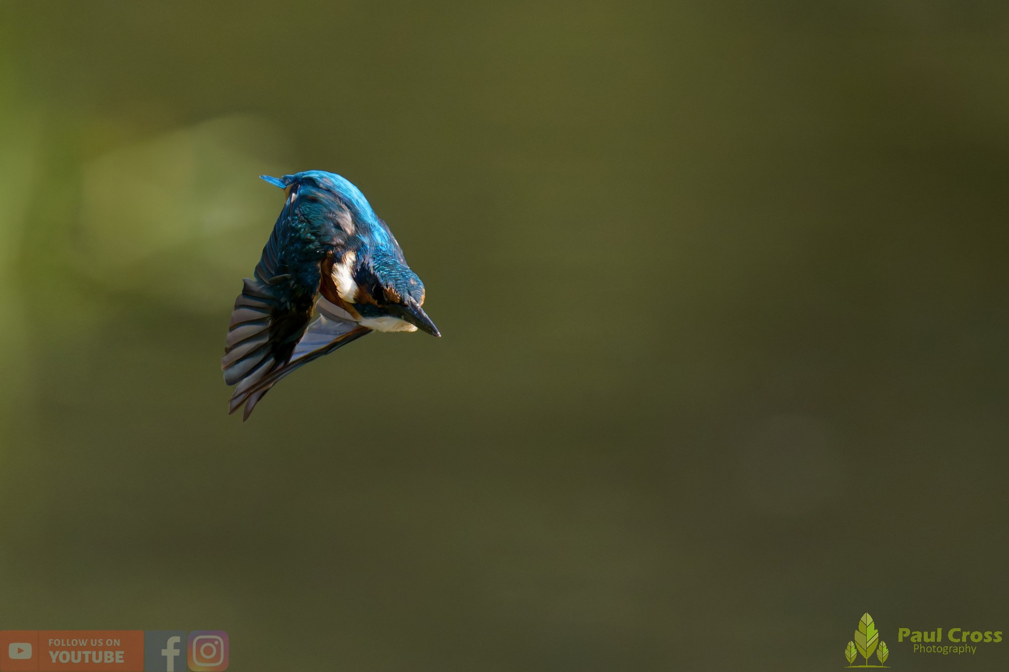 Kingfisher-00921.jpg