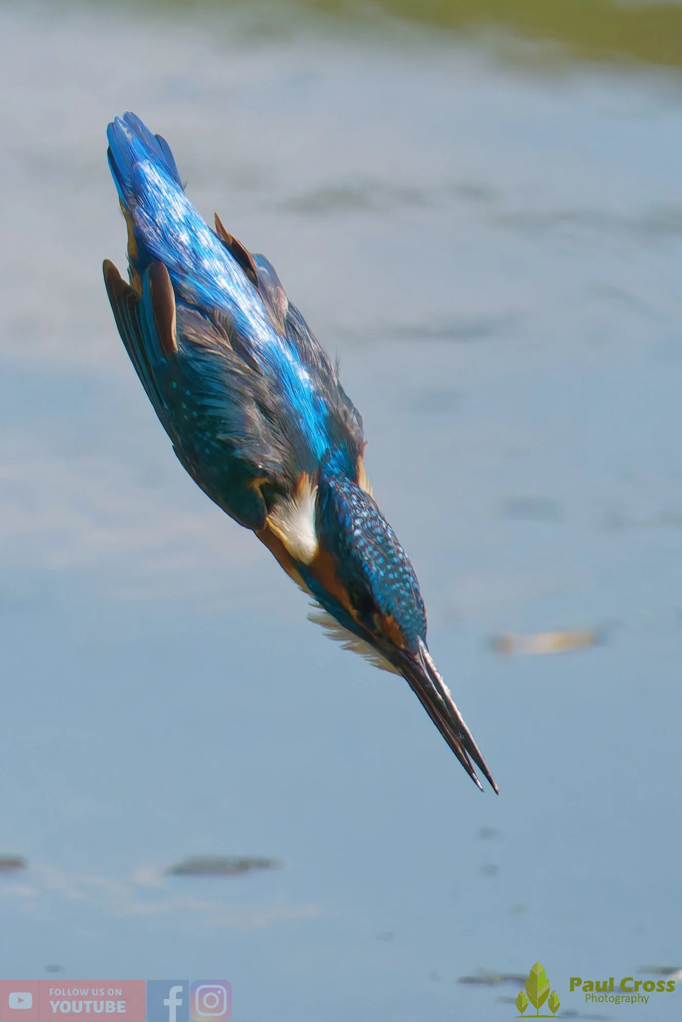Kingfisher-00923.jpg