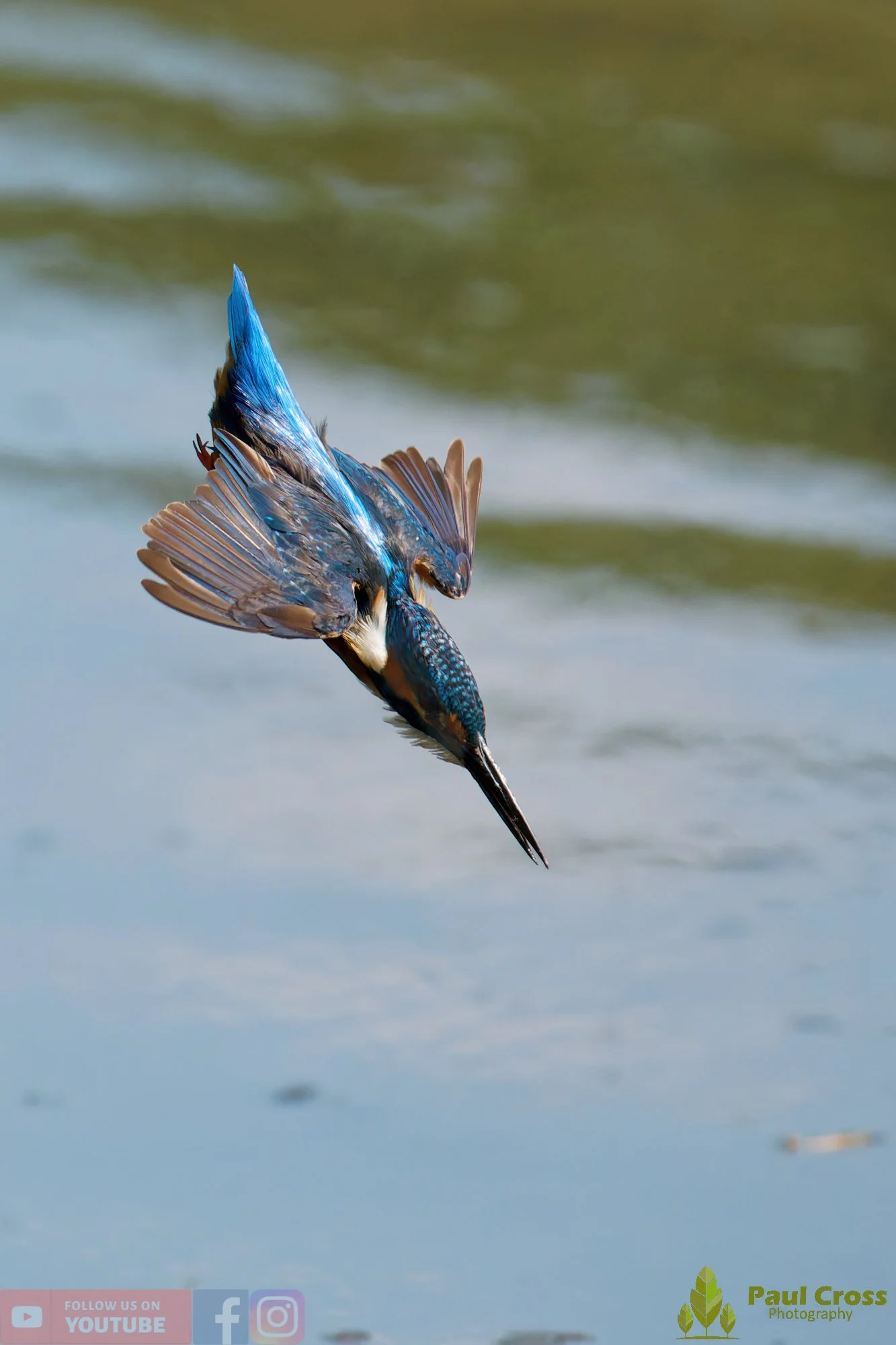 Kingfisher-00922.jpg