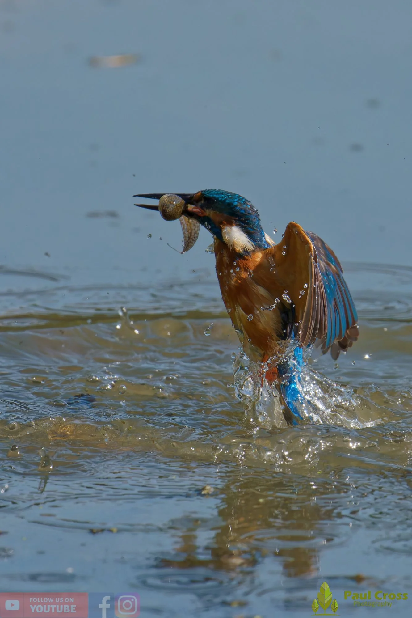 Kingfisher-00924.jpg