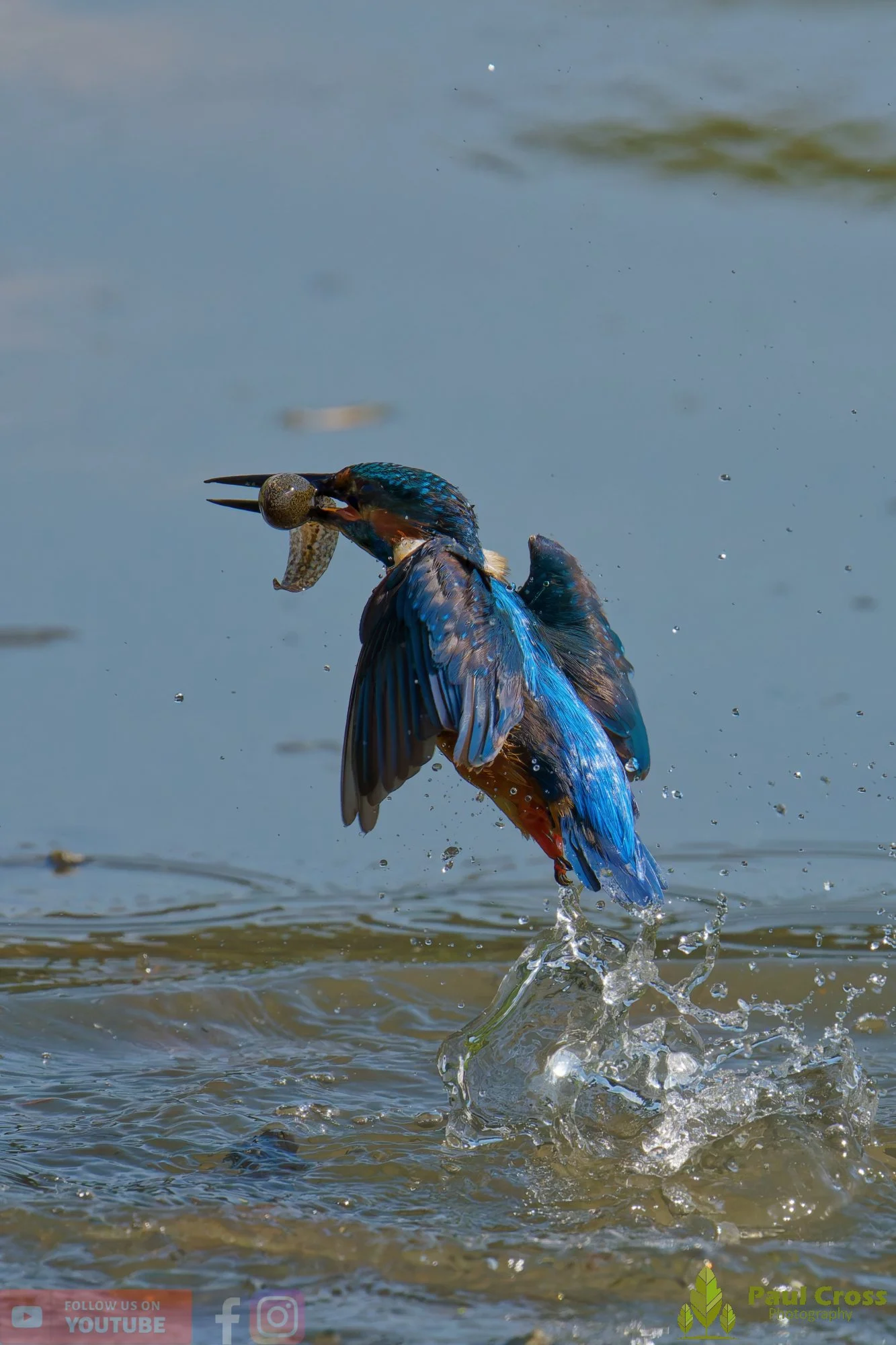 Kingfisher-00925.jpg