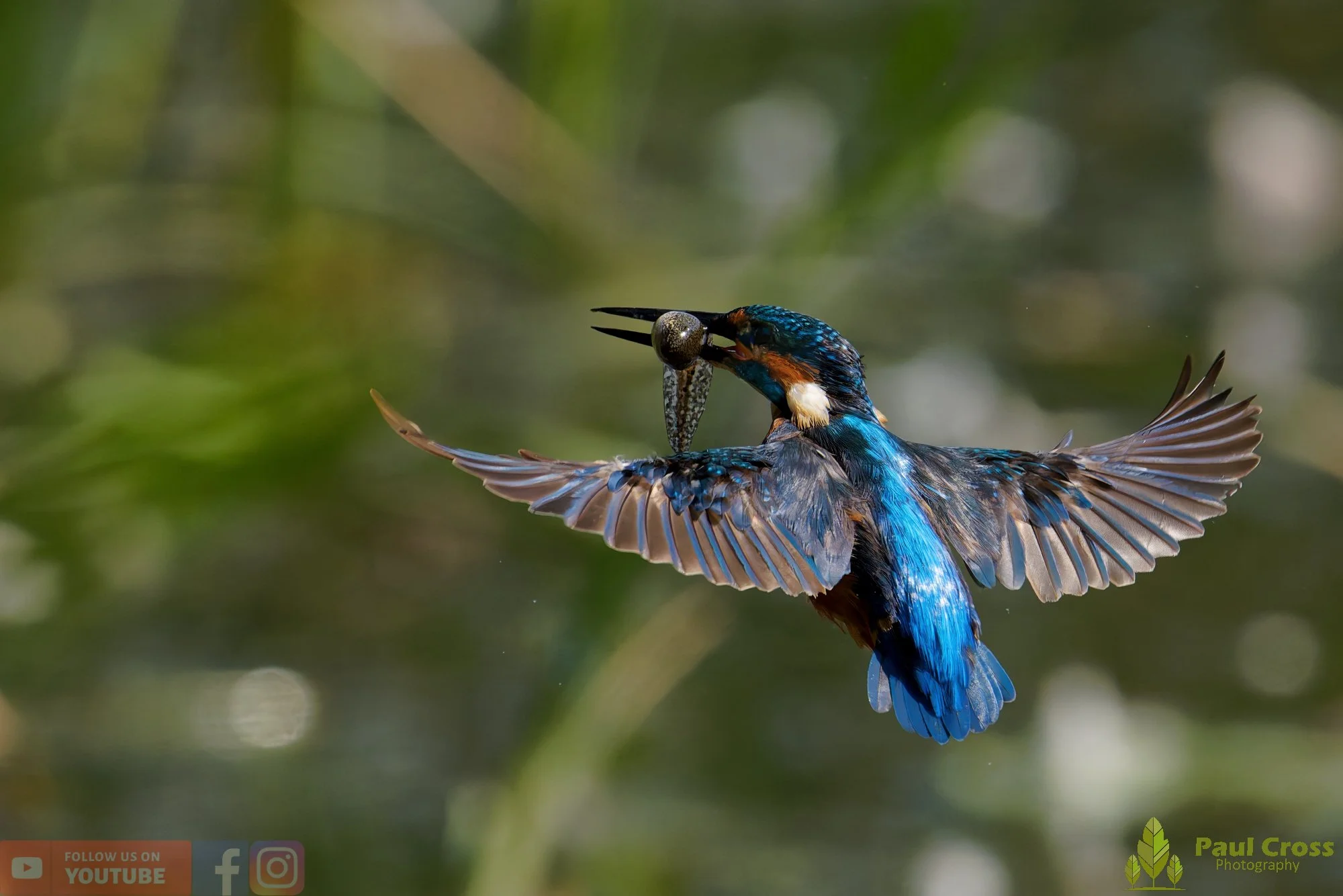 Kingfisher-00926.jpg