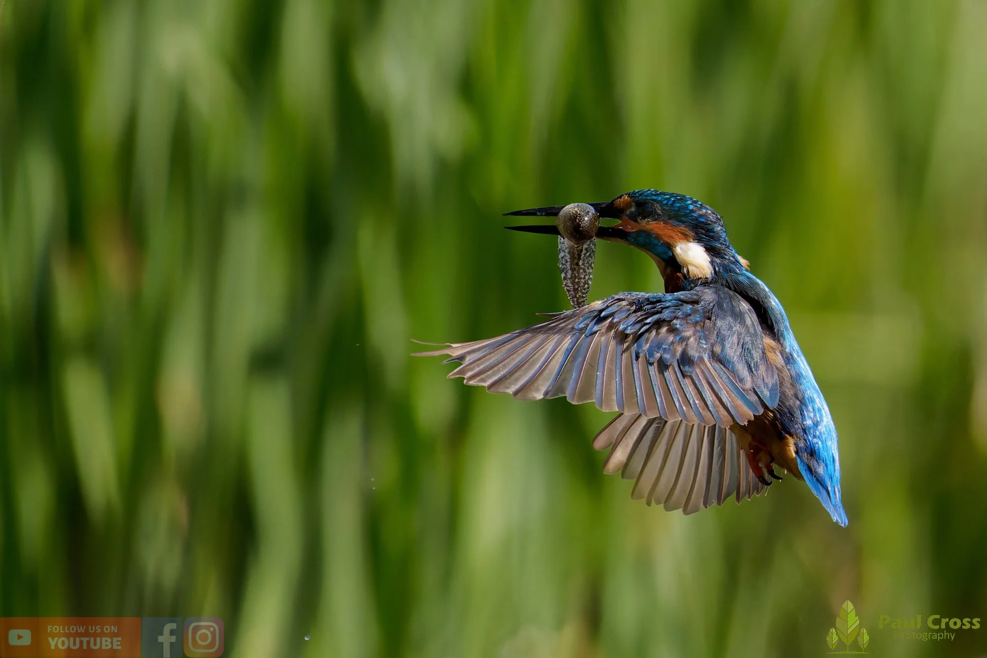 Kingfisher-00927.jpg