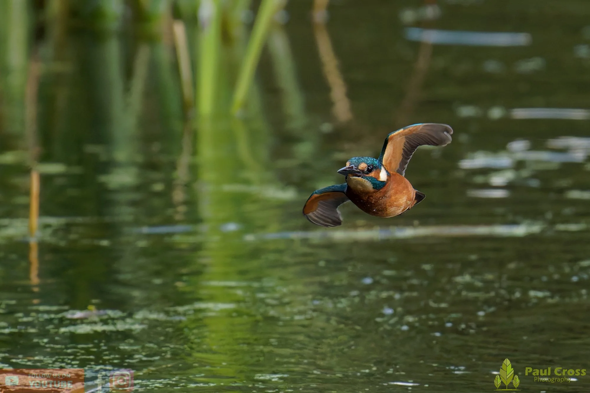 Kingfisher-00932.jpg