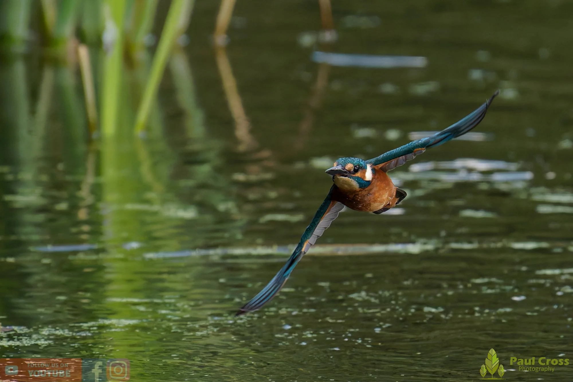Kingfisher-00931.jpg