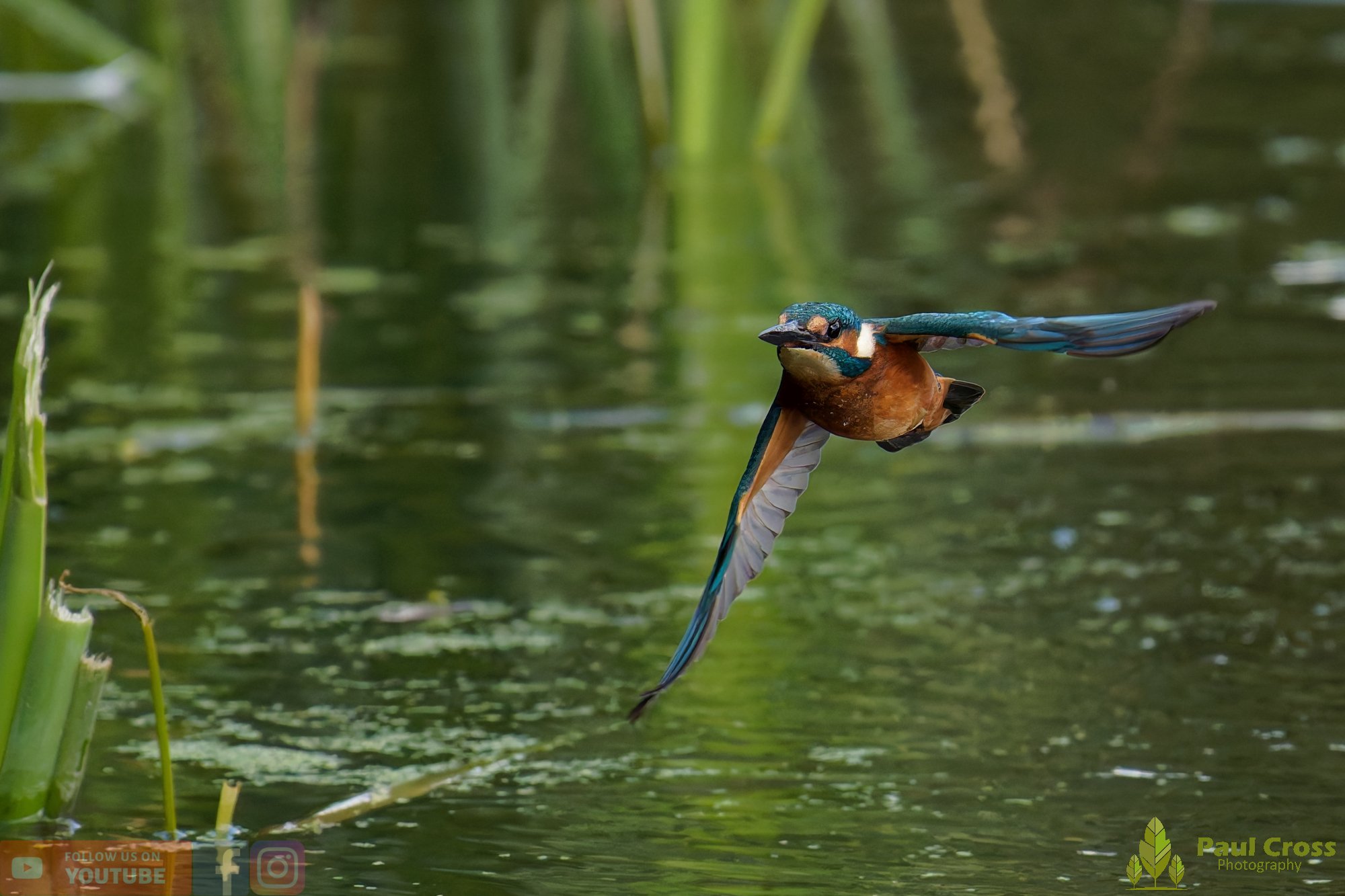 Kingfisher-00933.jpg