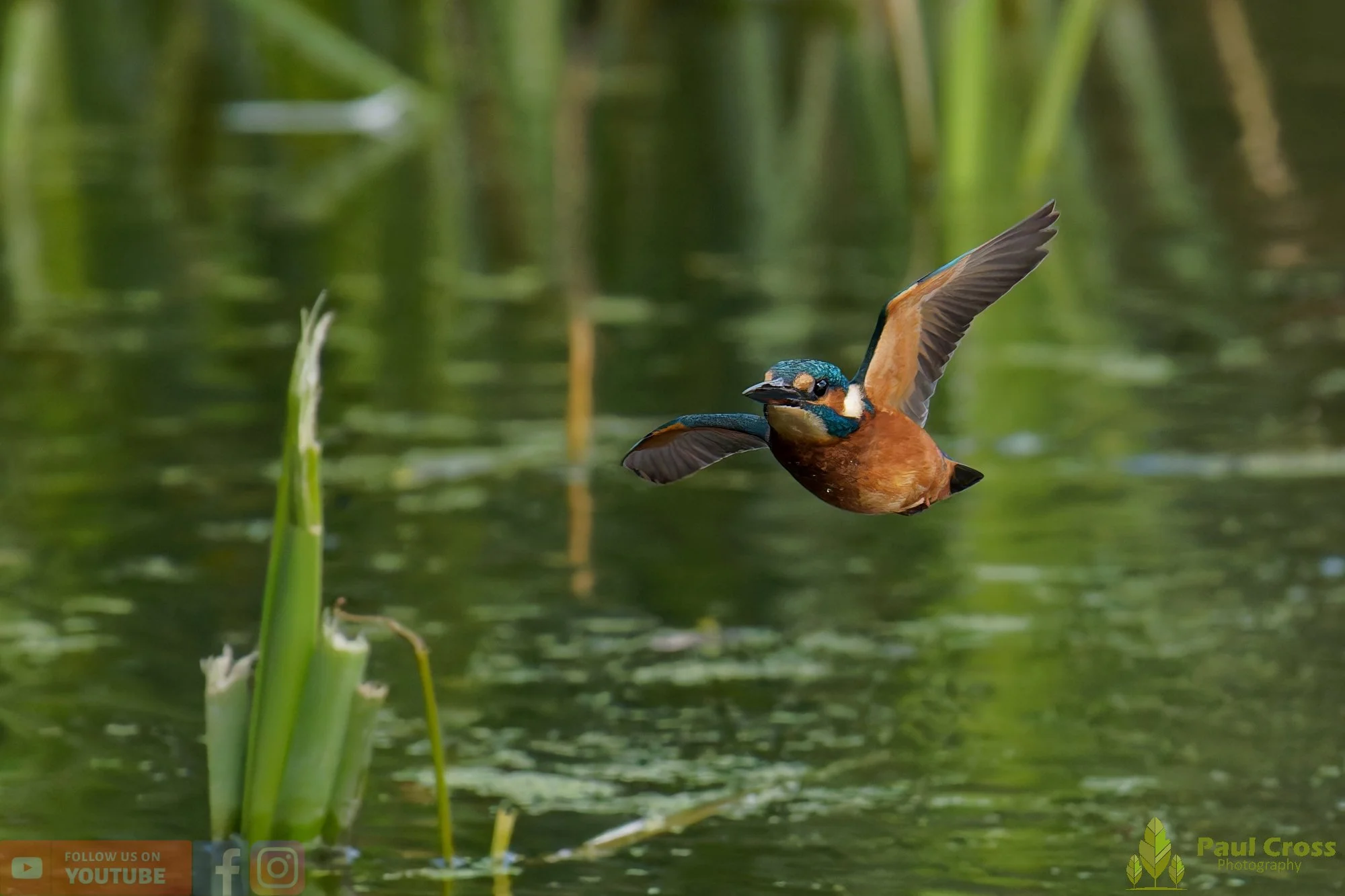 Kingfisher-00934.jpg