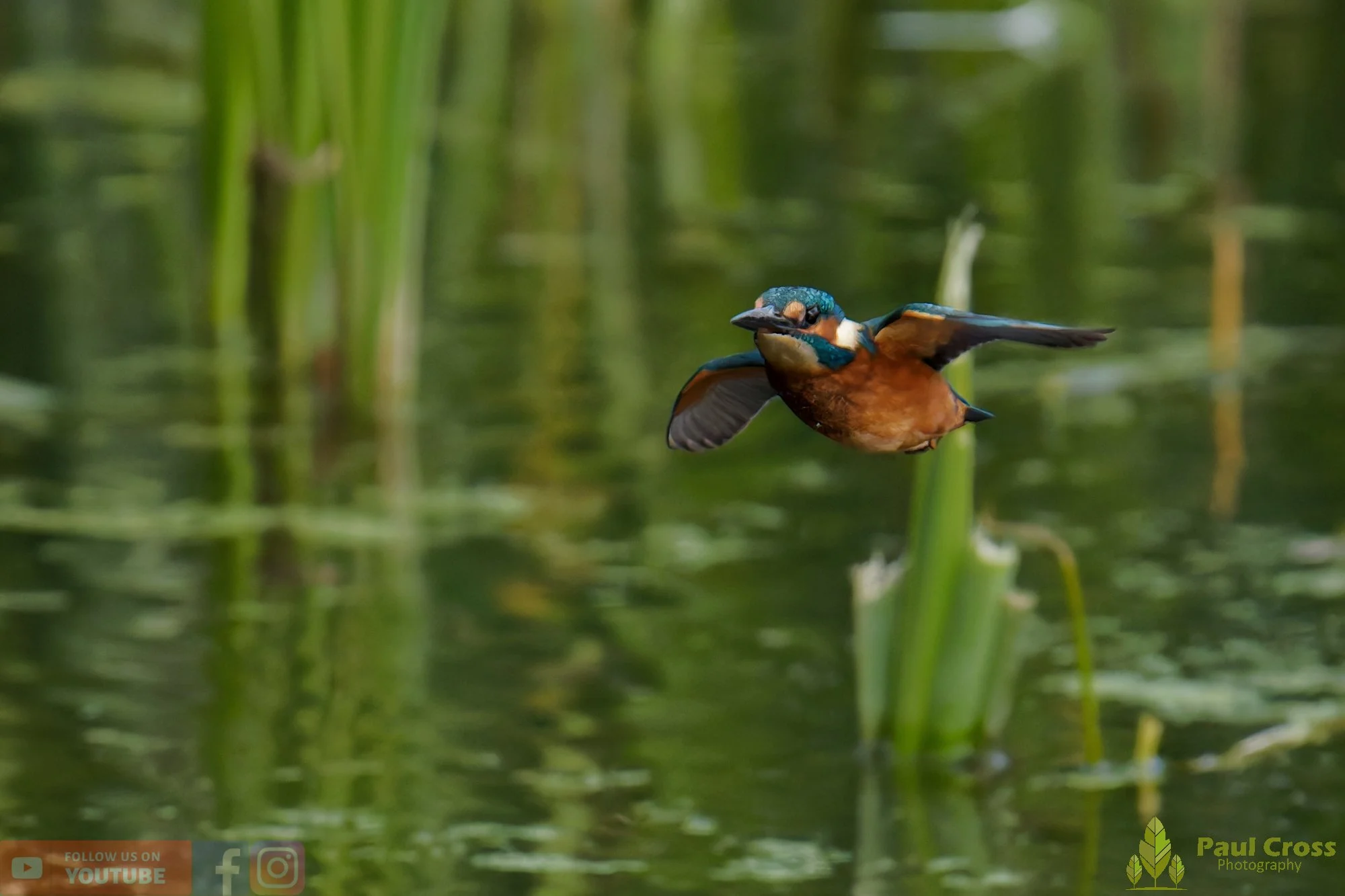 Kingfisher-00936.jpg