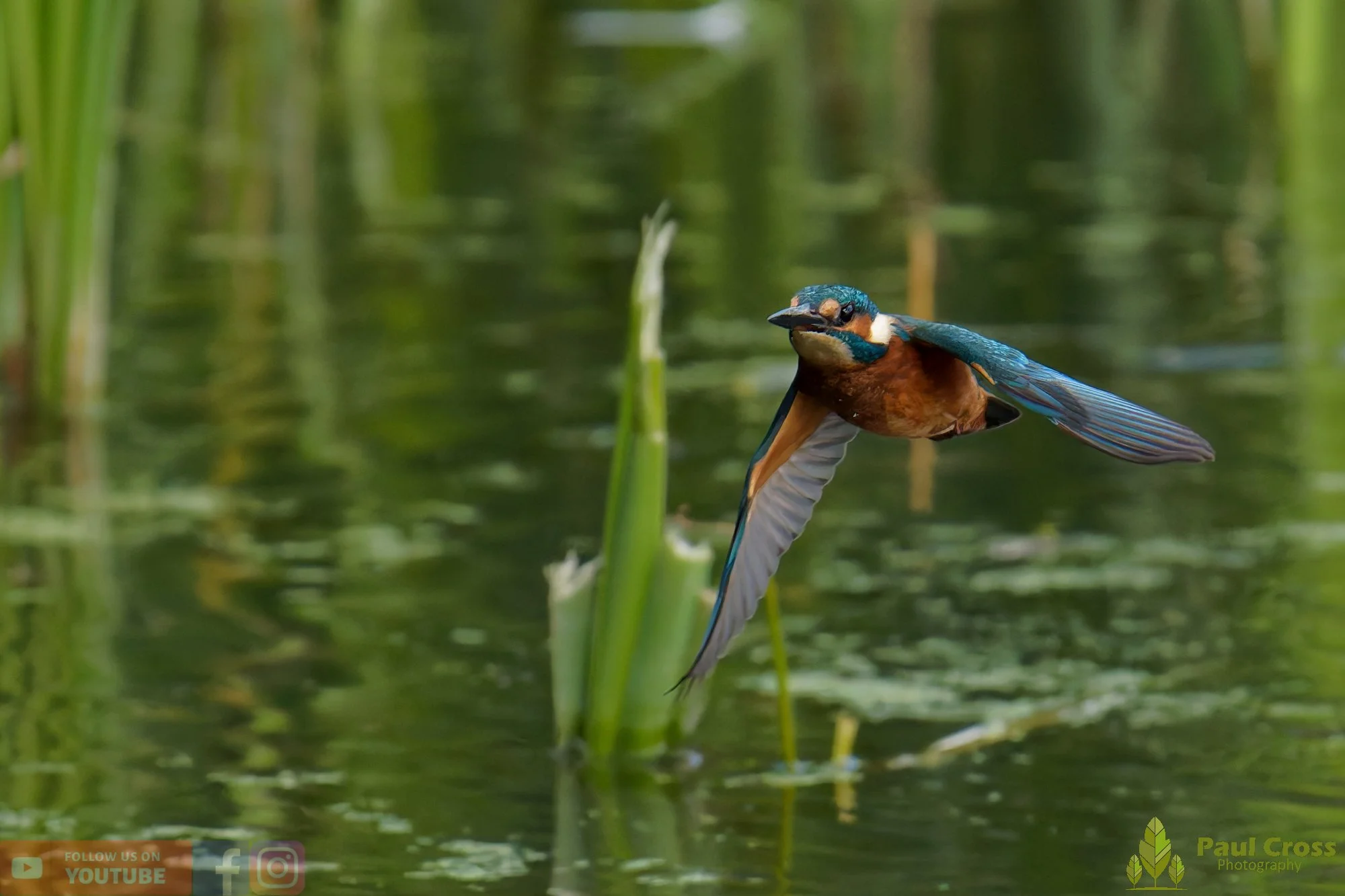 Kingfisher-00935.jpg