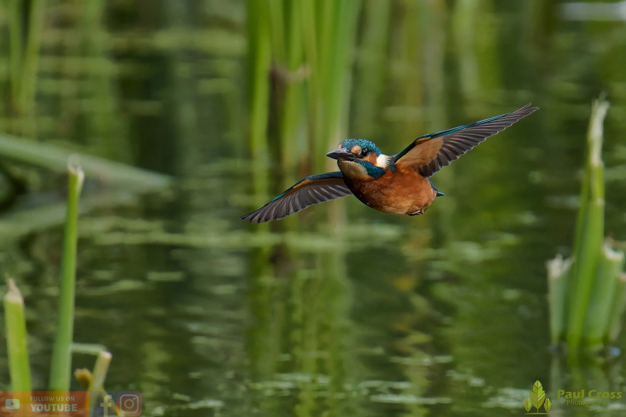 Kingfisher-00937.jpg