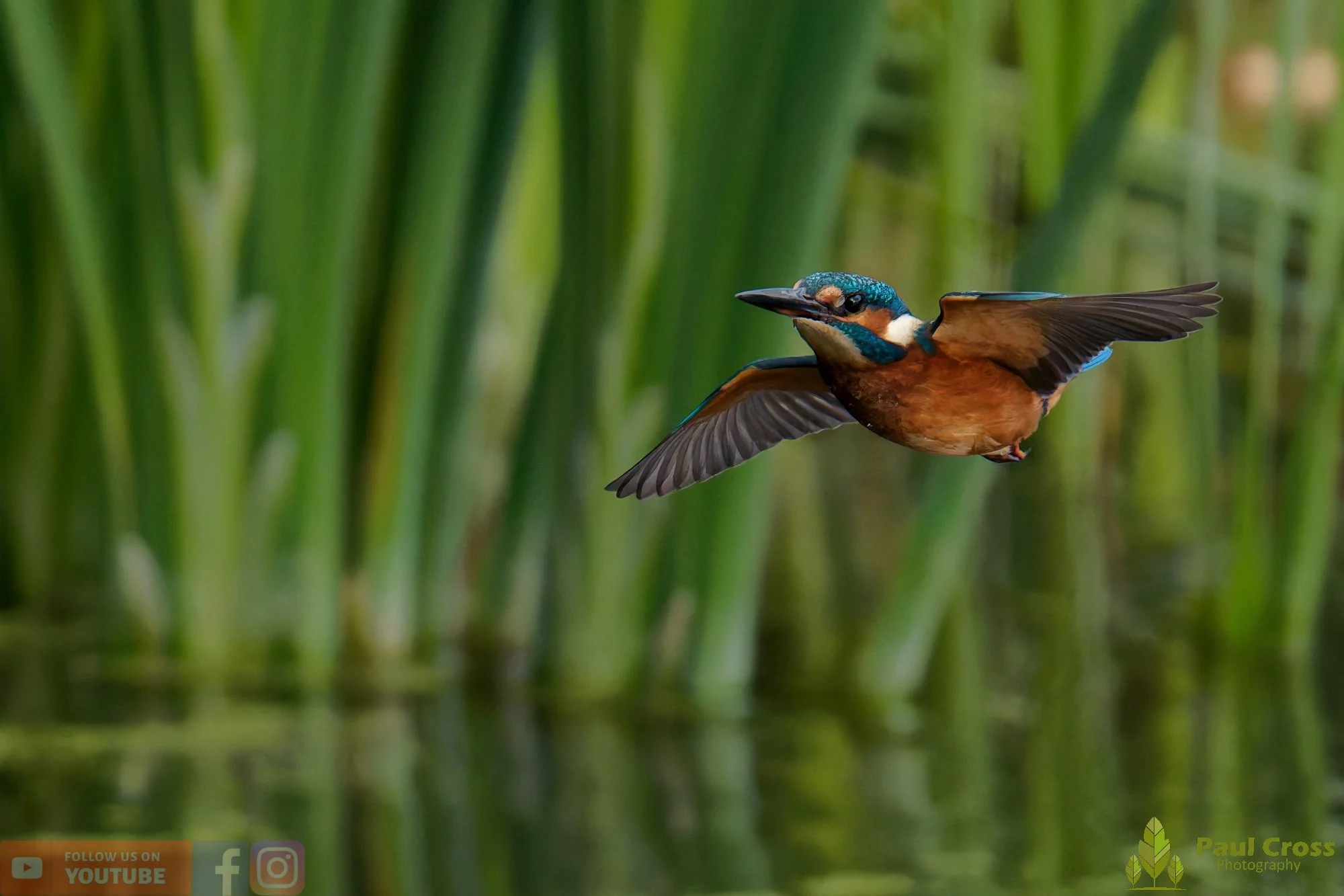 Kingfisher-00938.jpg