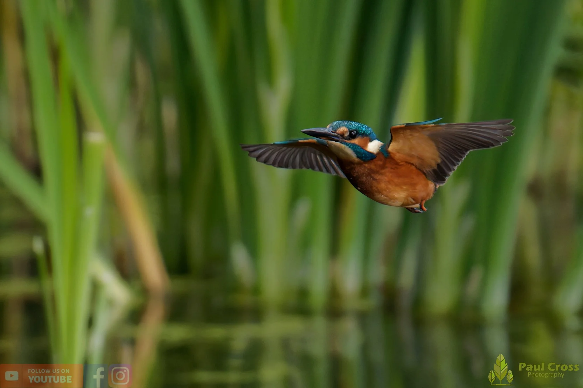 Kingfisher-00939.jpg