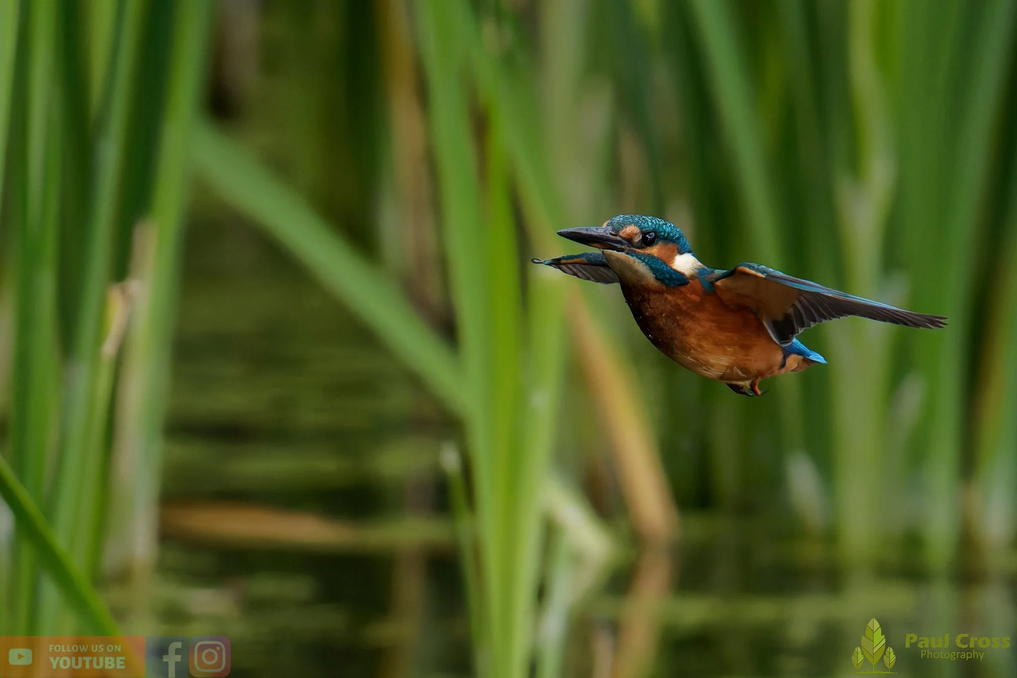 Kingfisher-00940.jpg