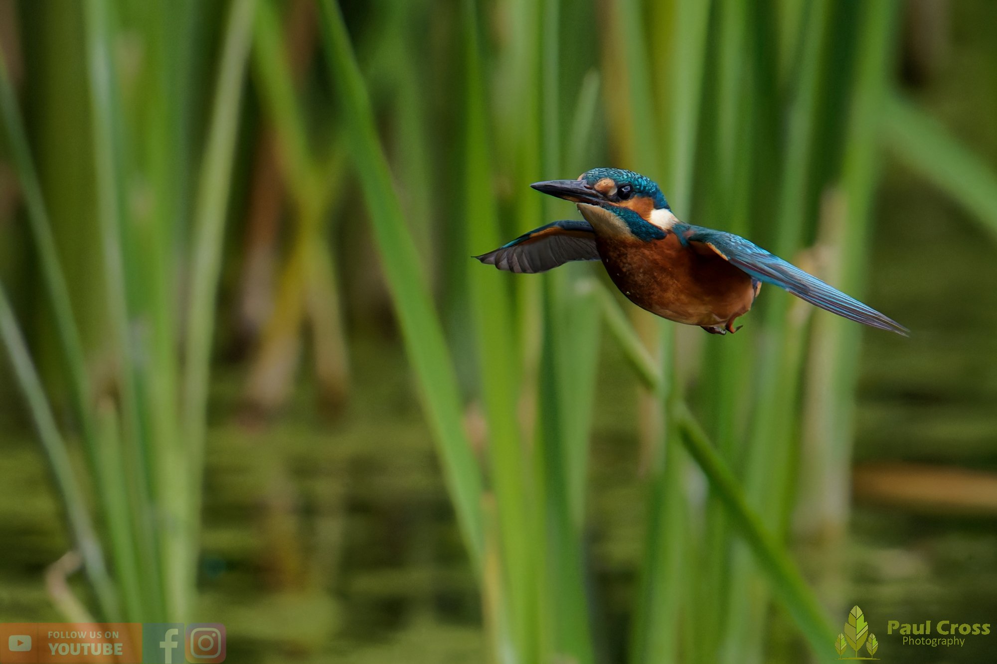 Kingfisher-00941.jpg