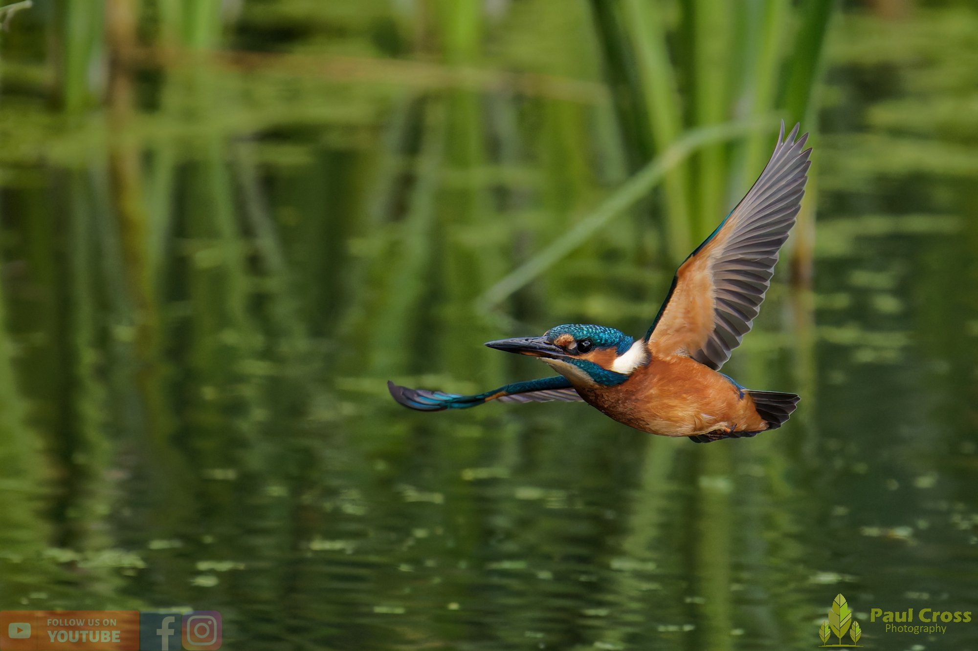 Kingfisher-00953.jpg